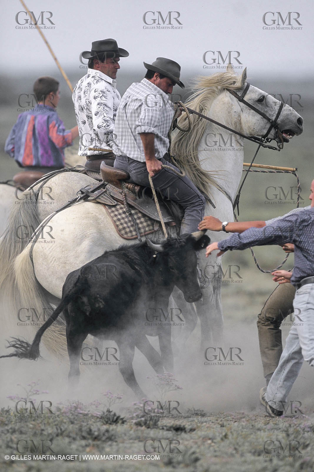 France, Provence, Camargue, Gardians de Camargue, métier, fêtes, élevage, tri