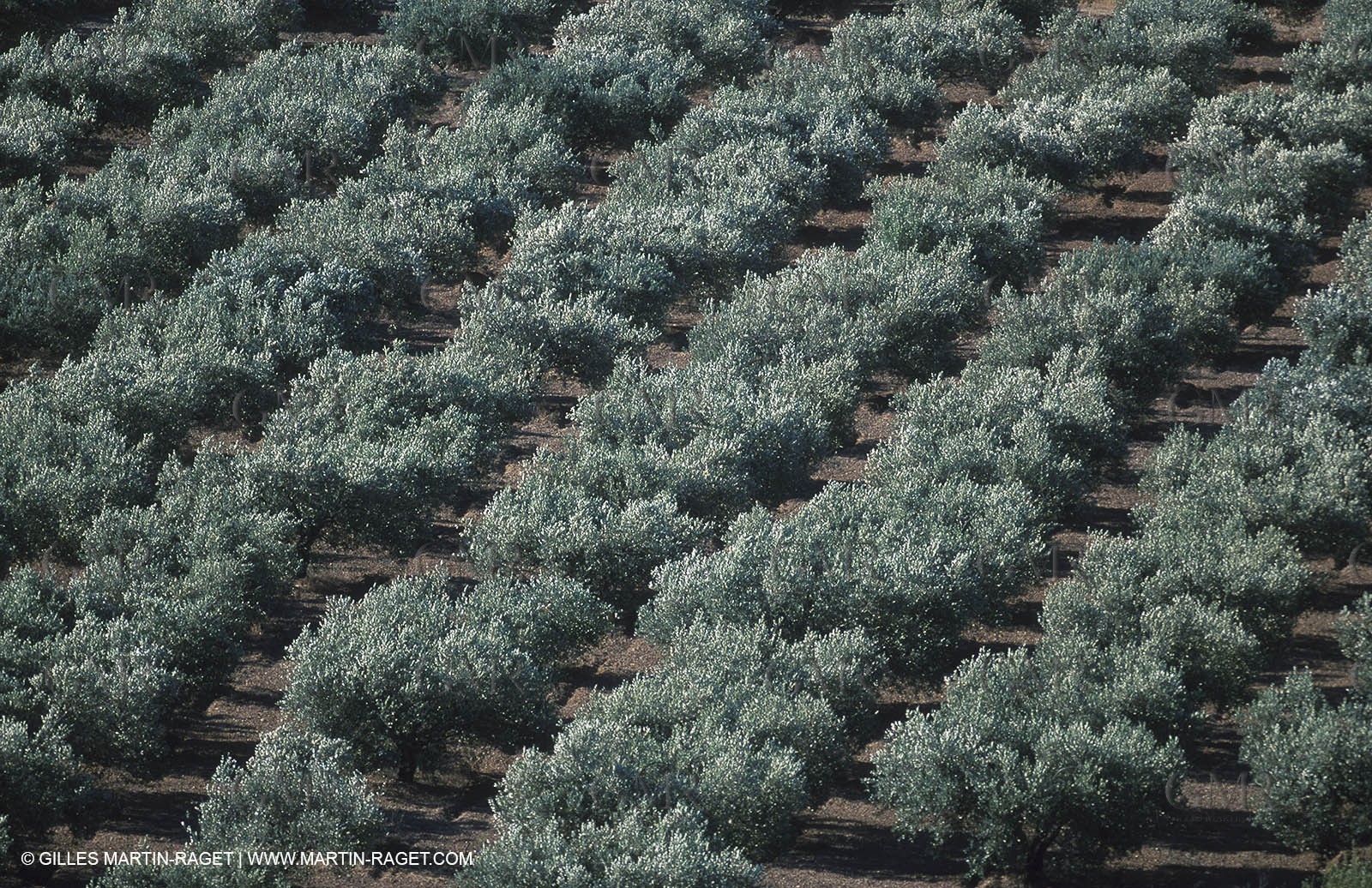 Baux de Provence valley olive tree fields