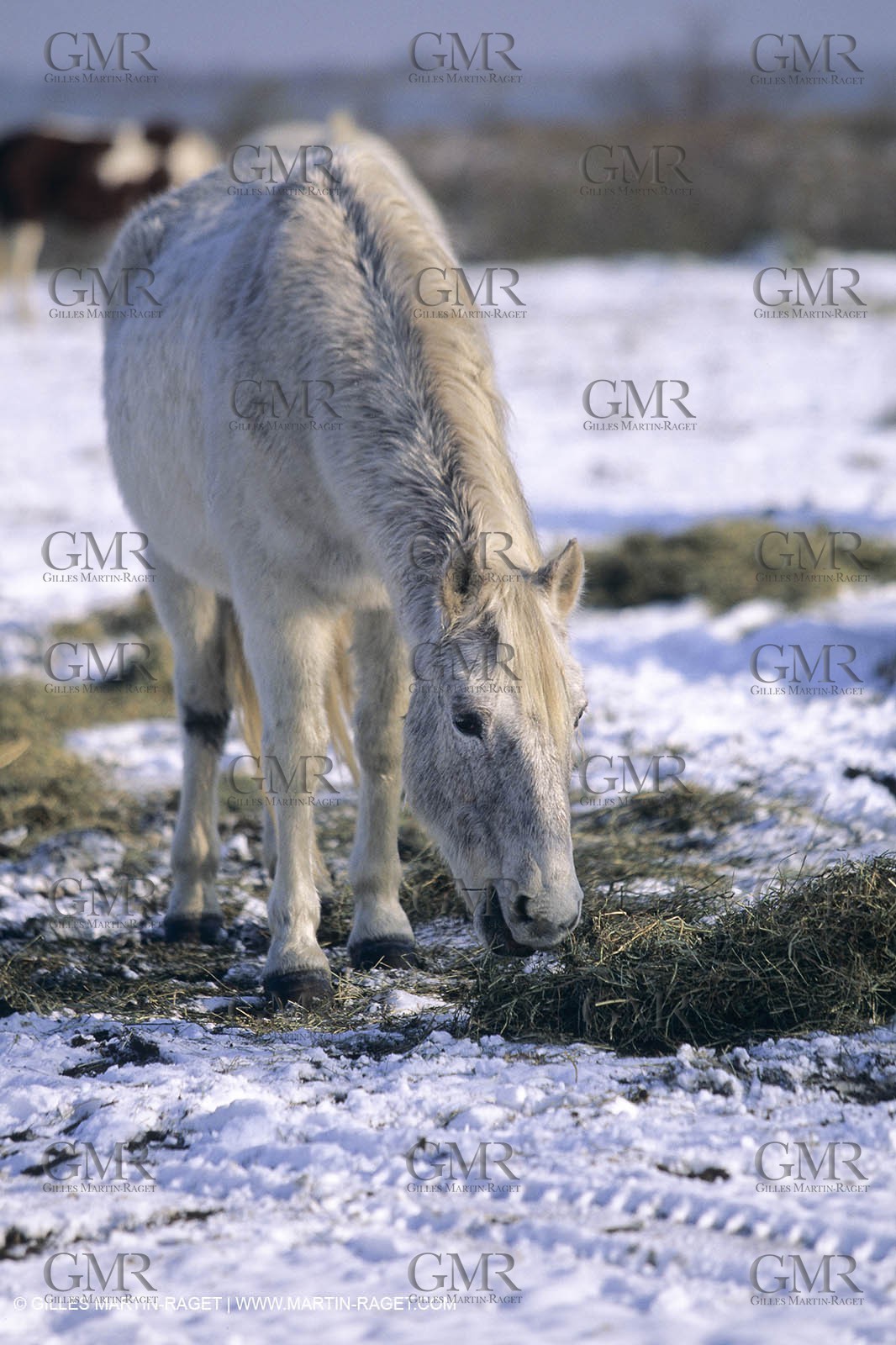 Provence under snow - Camargue