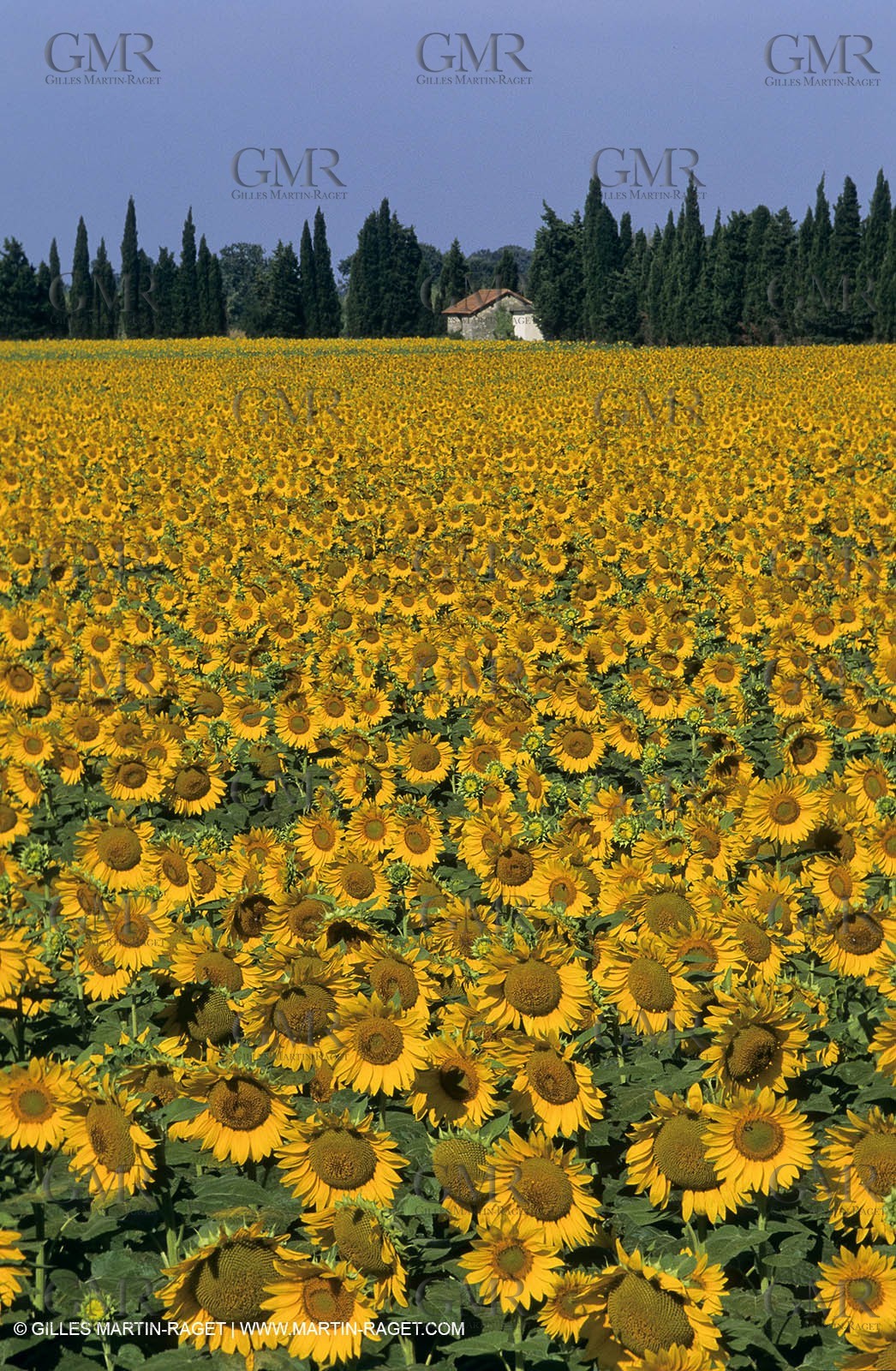 Luberon (FRA,84), Sunflower fields