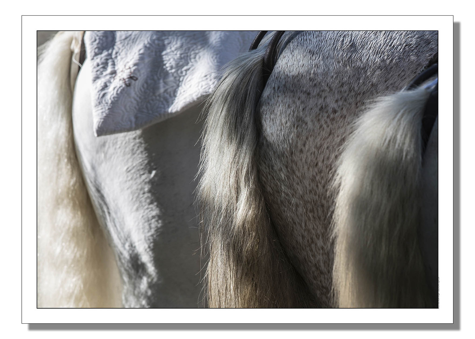 Fête des gardians 2017 - 2