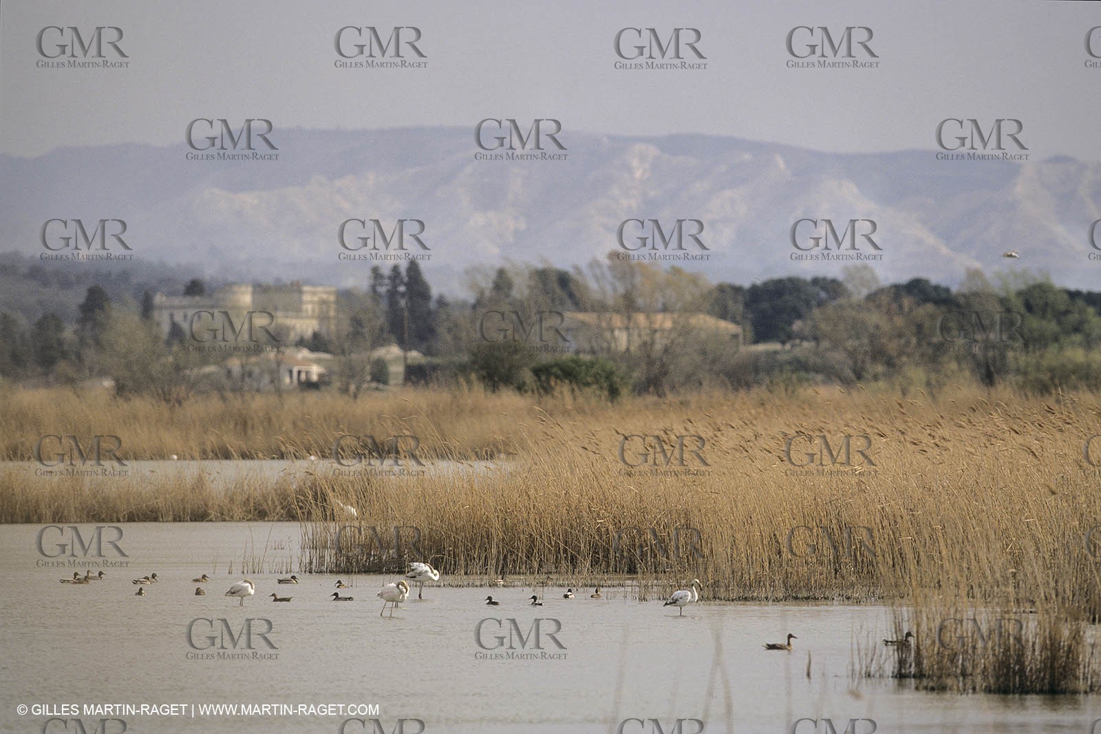 France, Provence, Camargue, Birds, Flamants, flamingos