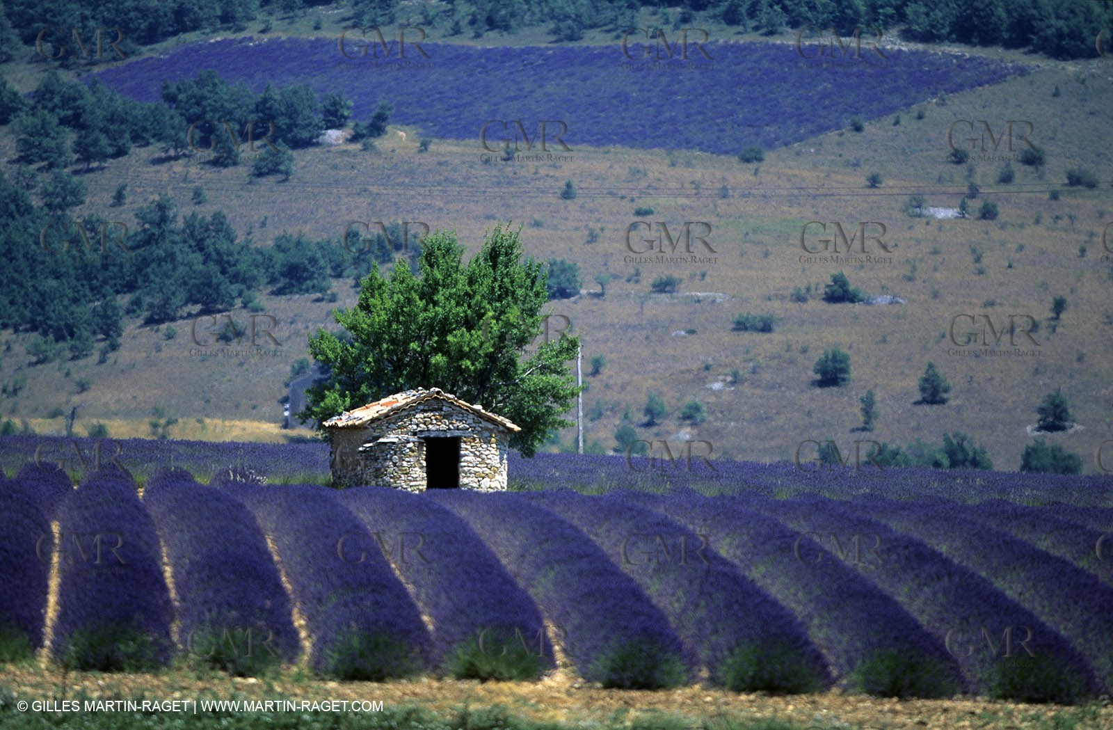 lavanders