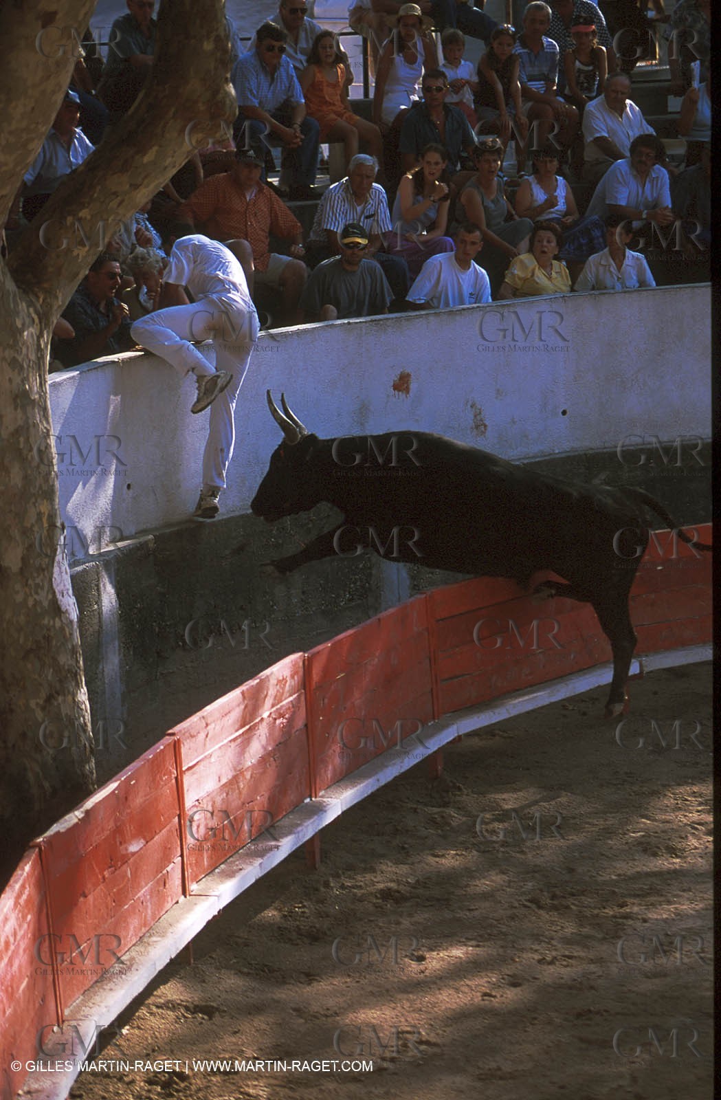 Camargue Bull game