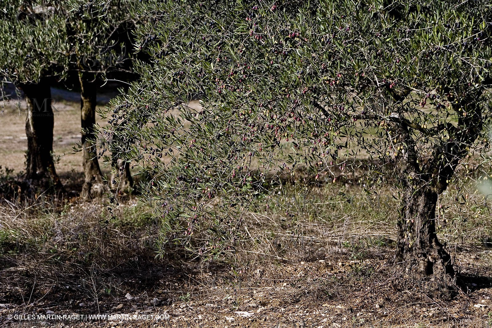 28 10 2007 - Saint Rémy de Provence (FRA, 13)- Olives harvest at  Vallon Raget