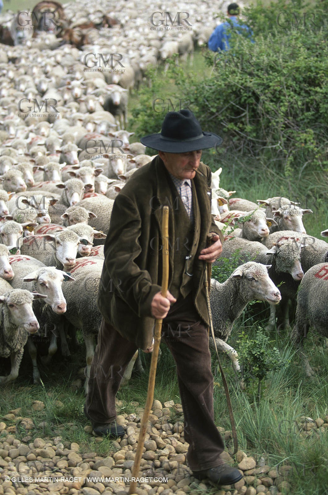 Saint Rémy de Provence (FRA,13) - Sheep stocks migration Fest