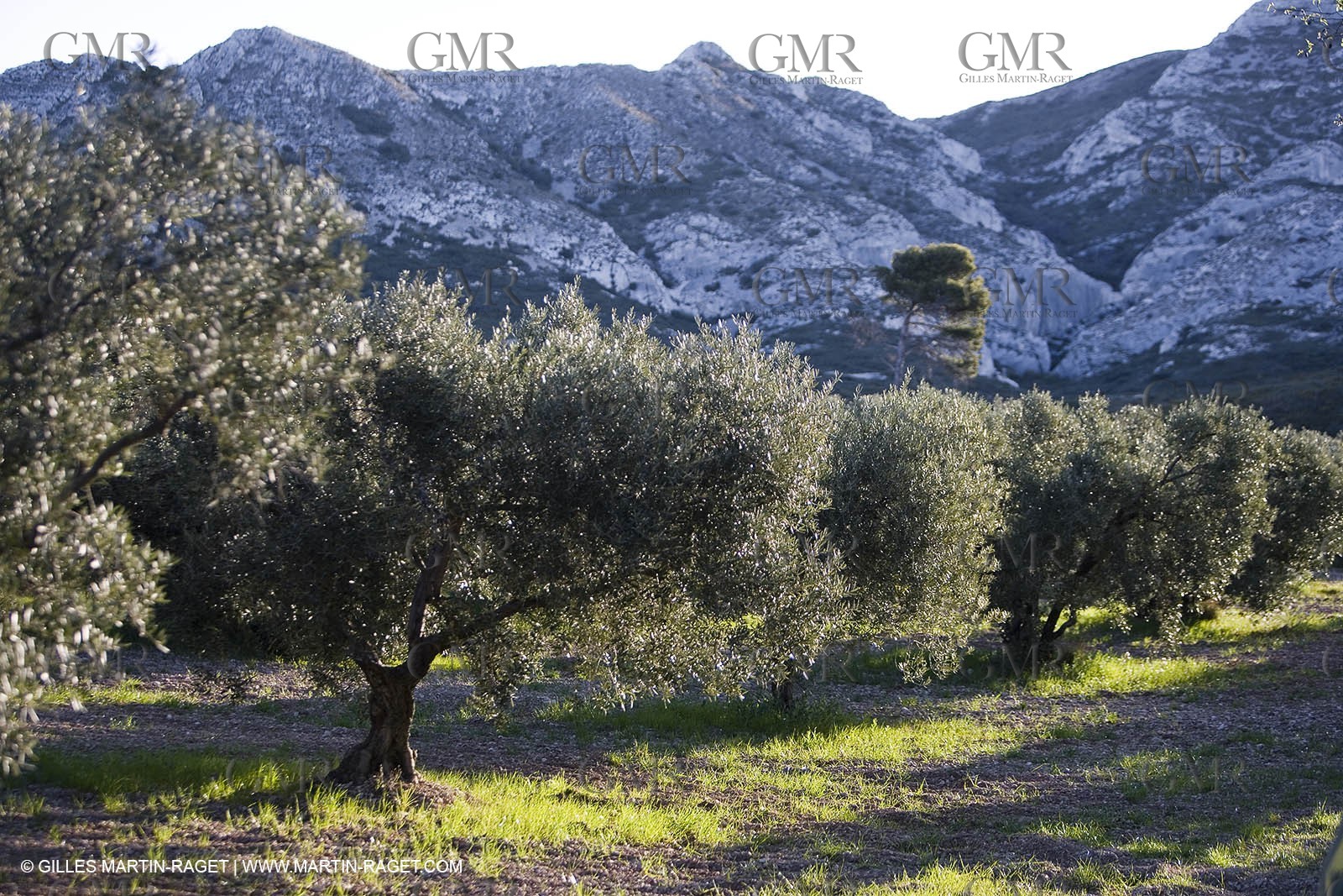 27 03 2008 - Les Baux de Provence (FRA,13) - Alpilles hills landscapes