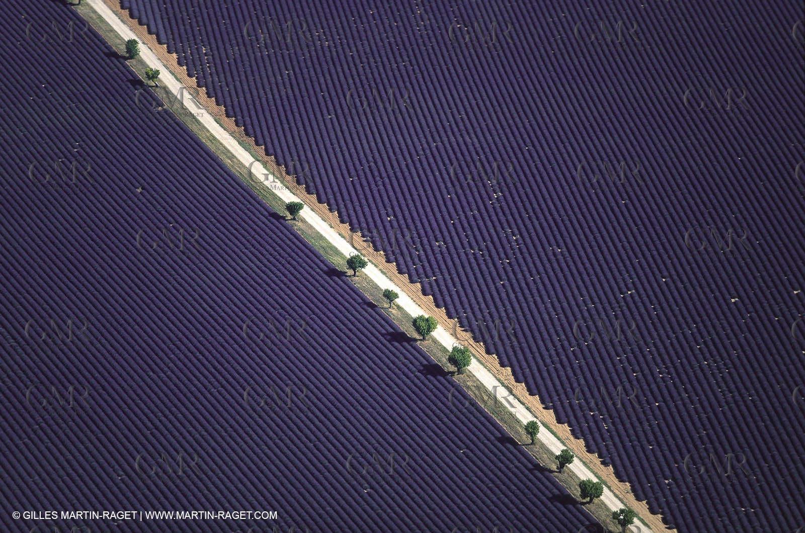 Hgher Provence - Lavender fields