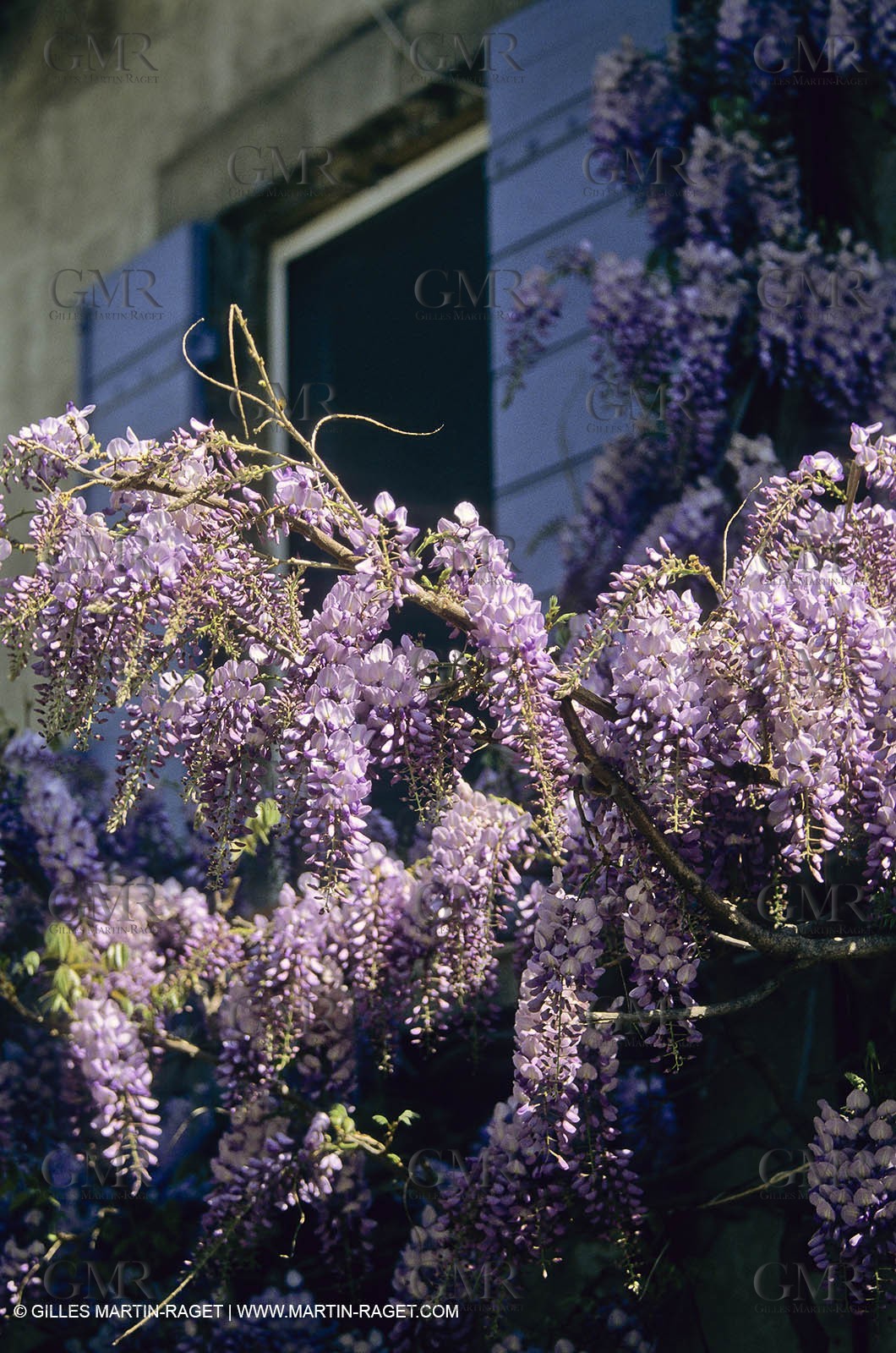 Les Alpilles, Saint Rémy de Provence, (FRA,13) - Glycine in Saint Rémy de Provence