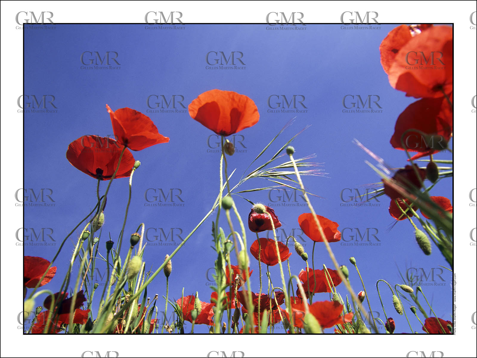 Product: in house made quality print on 8 ultrachome colors Epson ink Jet printer.Available sizes: . 30x40 cm. 50x70 cm. 80x120 cmAvailable papers: . Standard 250 gr glossy paper print, black streak, white margin, no signature. Top quality glossy 290 gr. paper, black streak, white margin, checked and signed by the author. Fine Art print (signed, numbered, stamped, registered) on demand. Other supports (Canvas, Acrylic, Metal) on demandPackaging: cylindric reinforced tubeShipping options: regular mail or Shipping companyClick on the basket icon to select your options and start the online ordering process