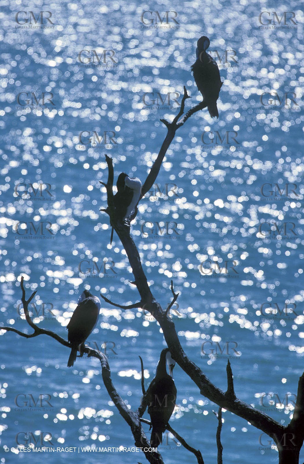 Marine animals