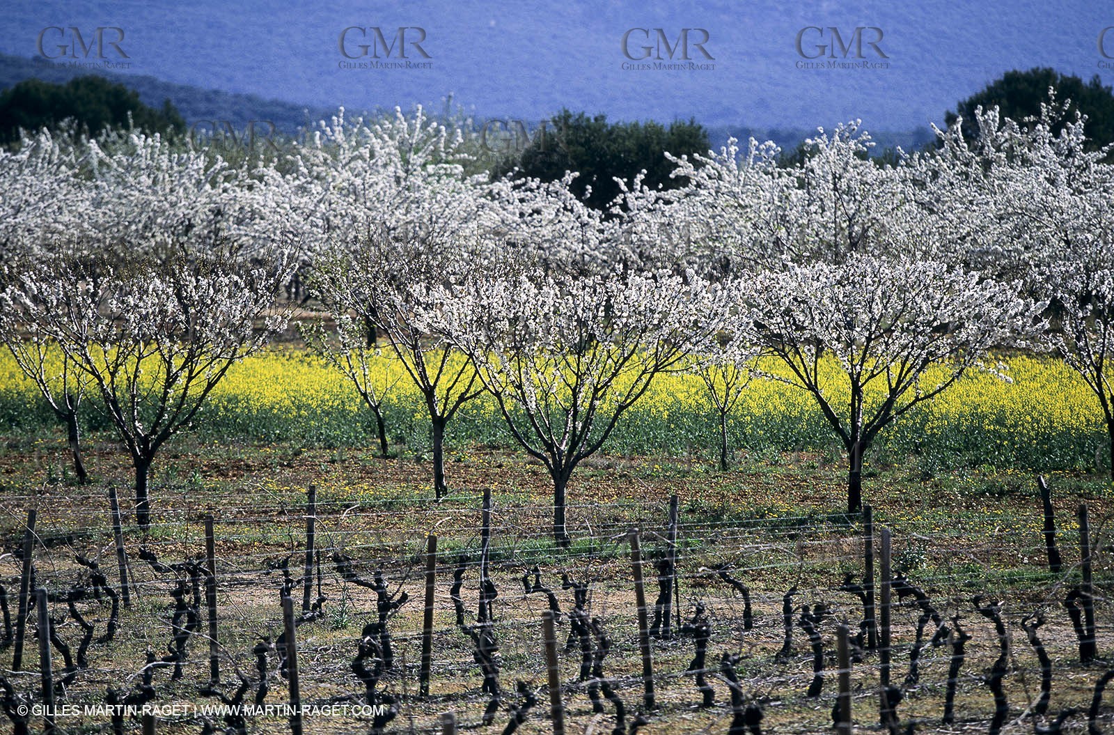 Luberon (Fra,84), blooming cherry trees