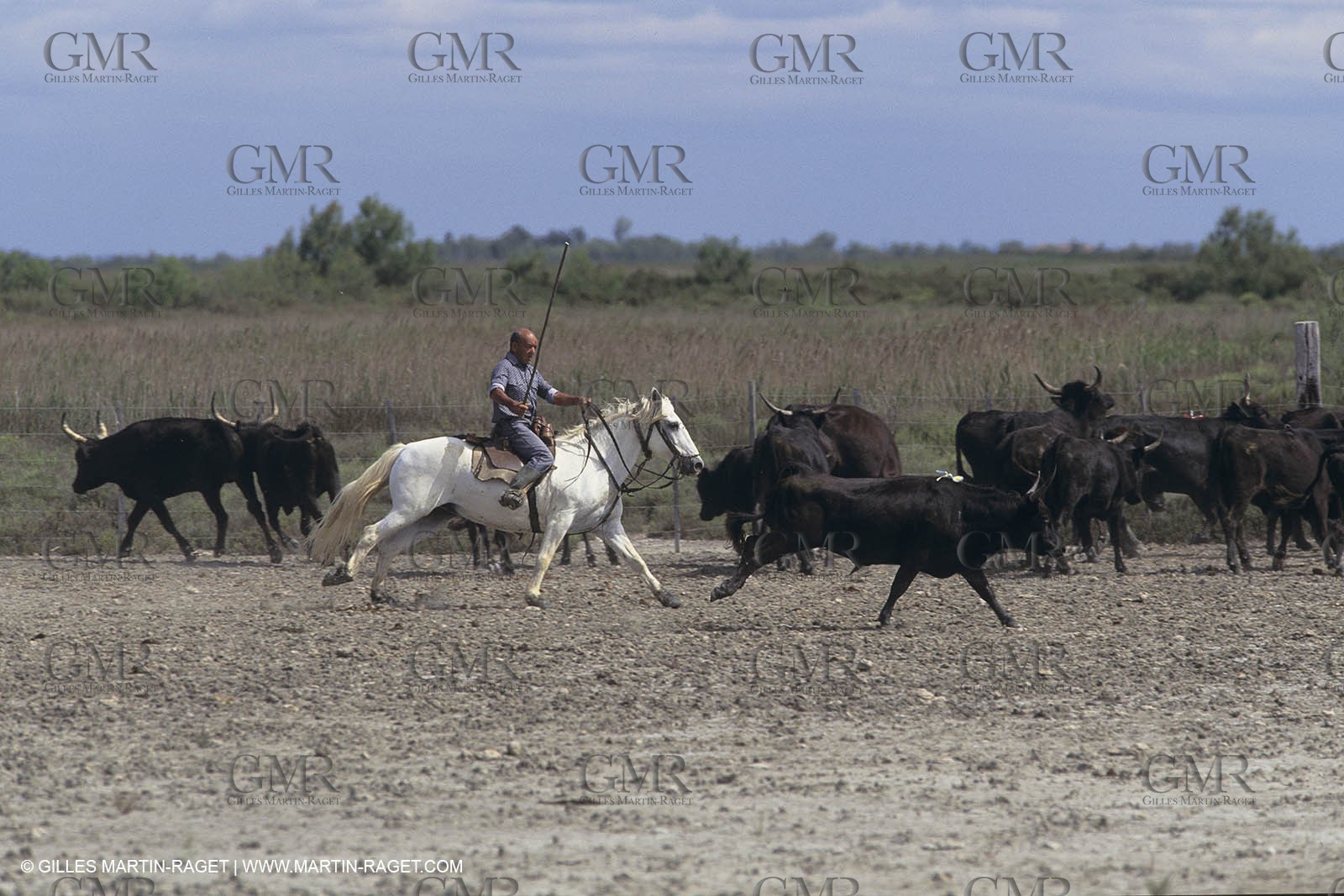 France, Provence, Camargue, Gardians de Camargue, métier, fêtes, élevage, tri