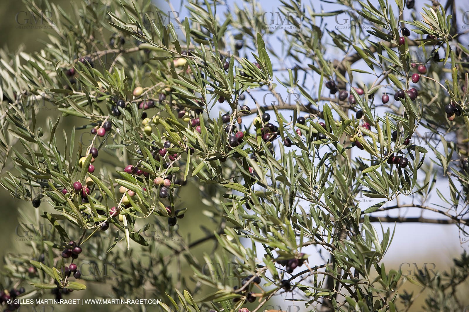 28 10 2007 - Saint Rémy de Provence (FRA, 13)- Olives harvest at  Vallon Raget