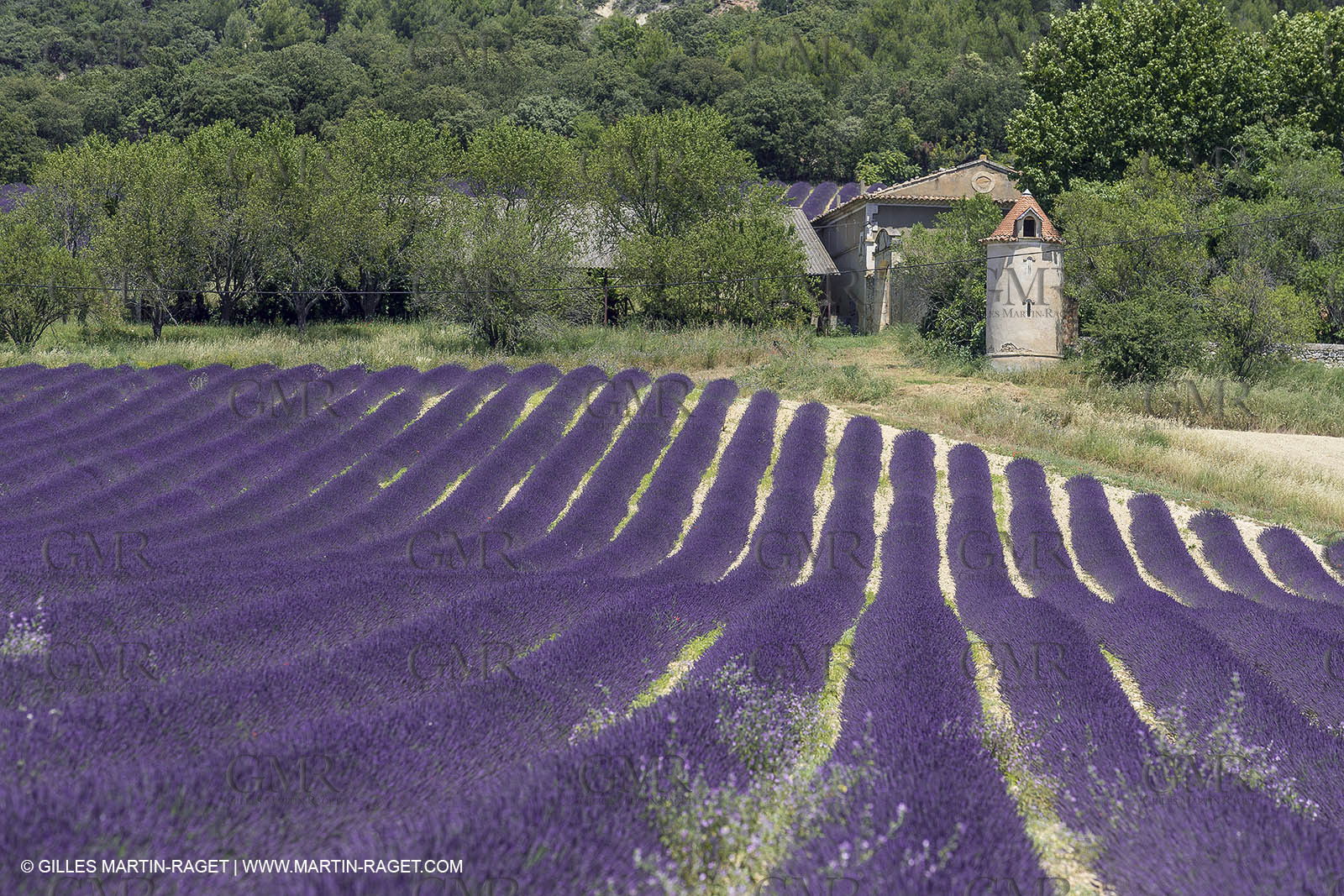 21 06 2018,Rustrel (FRA, 84), champs de lavande