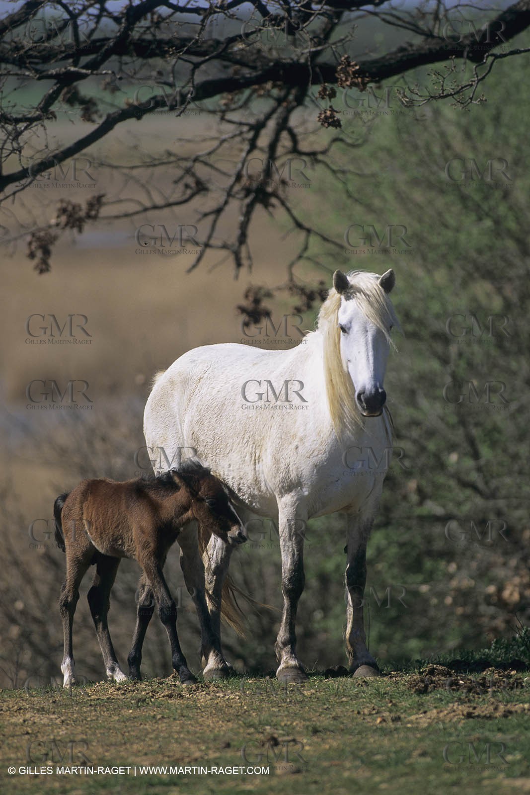 France, Provence, Camargue, White horses from Camargue
