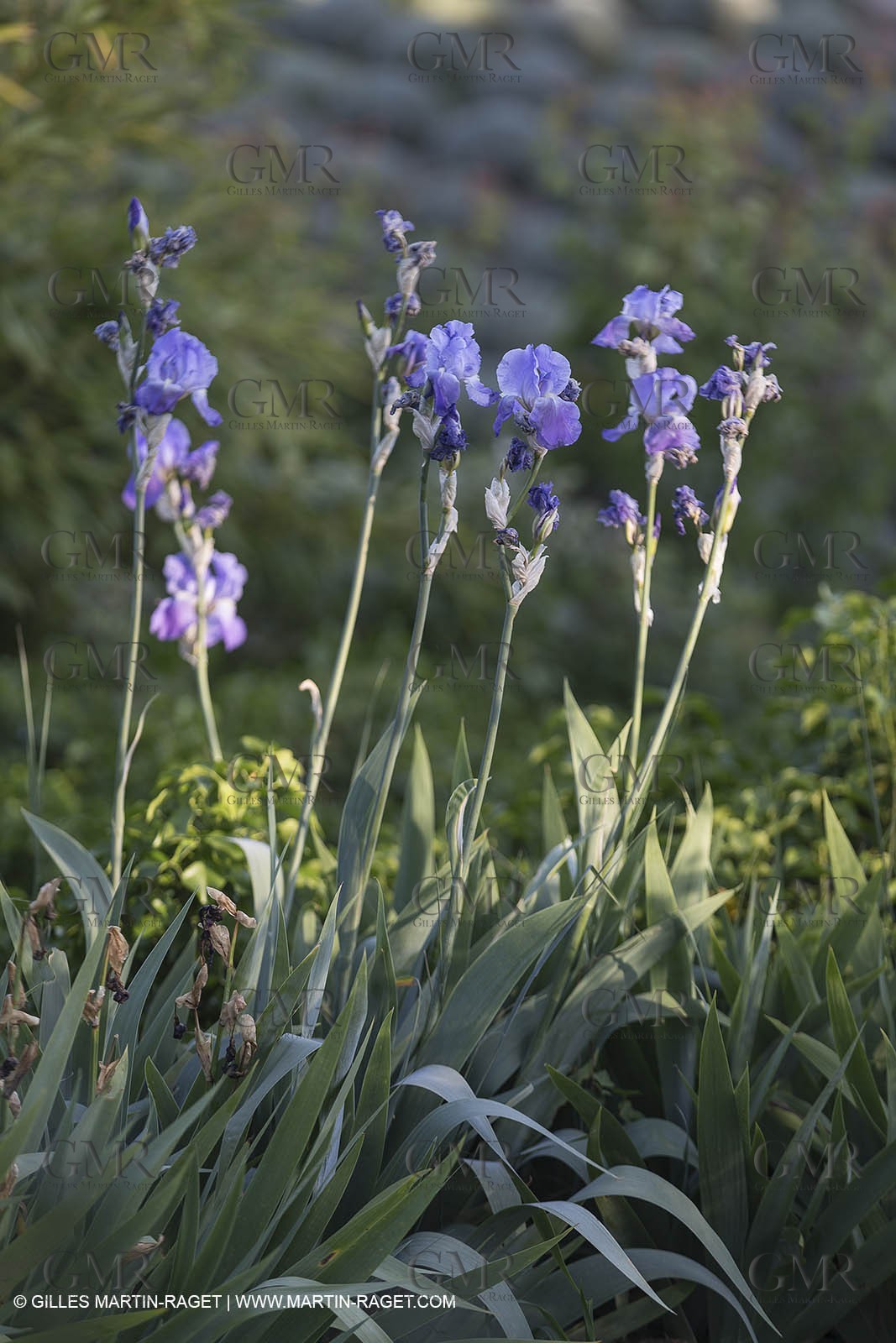 Domaine de la Baume - Tourtour (FRA,83) - 15 05 2014
