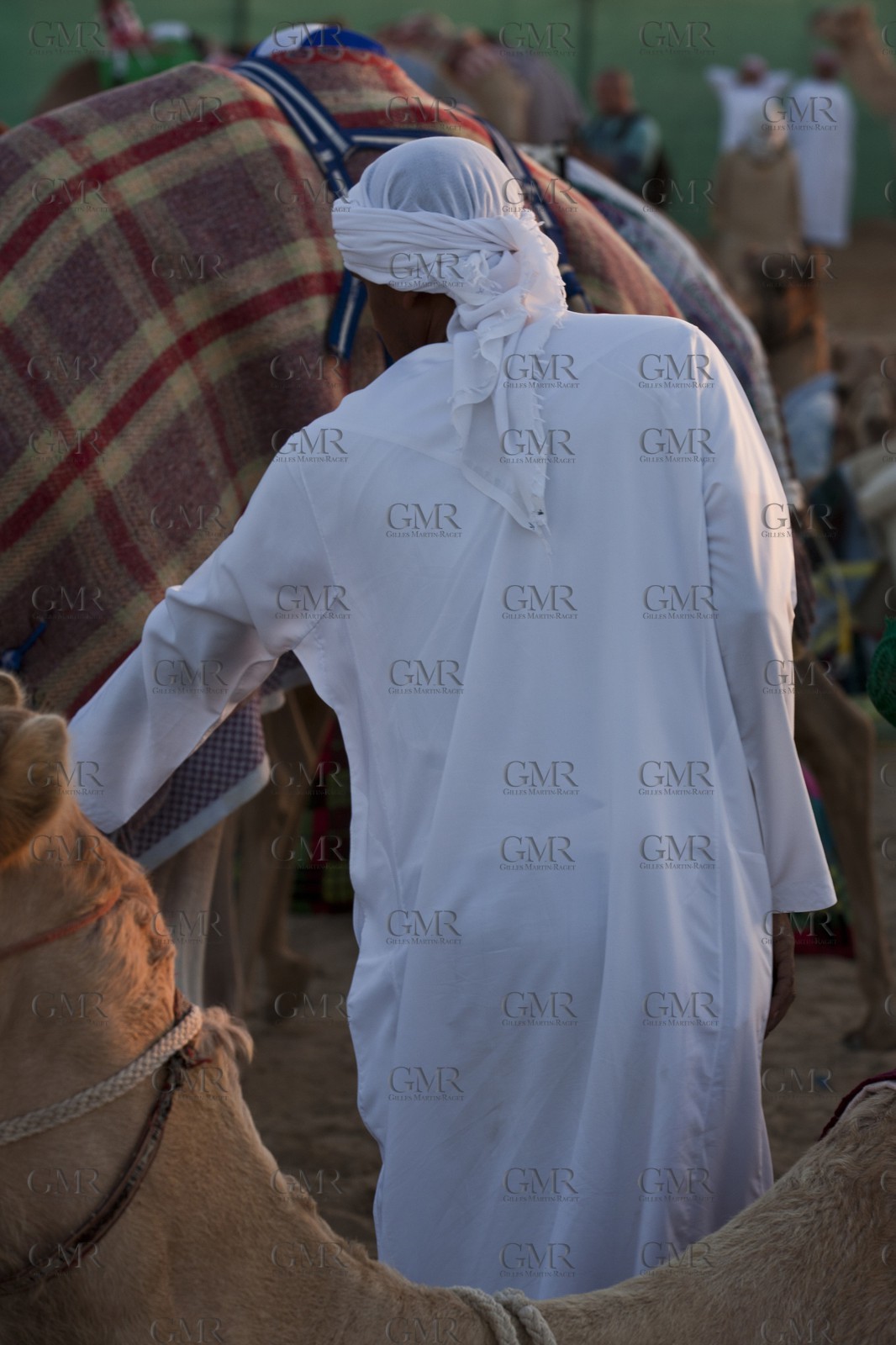 20 11 2010 - Dubai (UAE) - Camel races