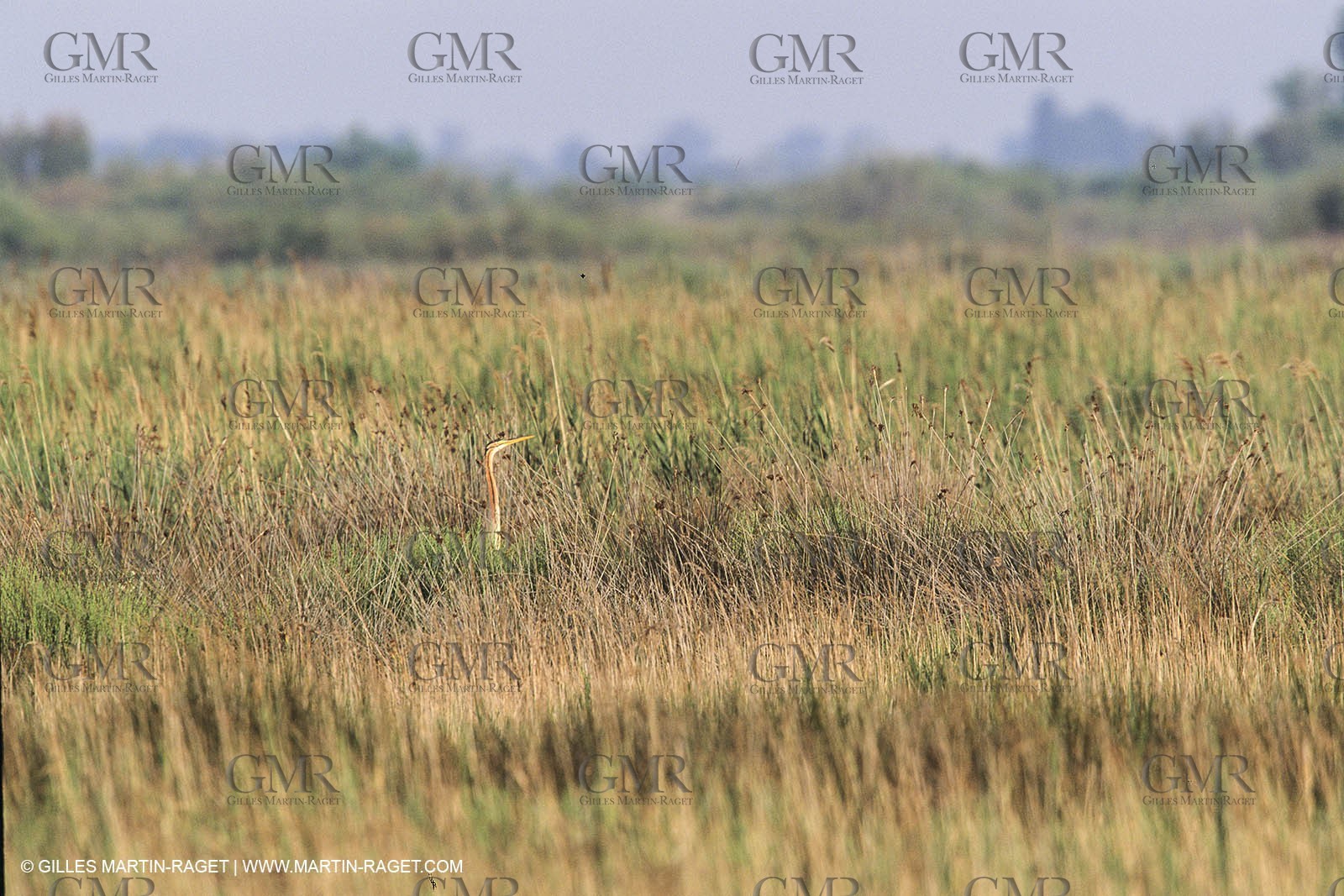 France, Provence, Camargue, Birds