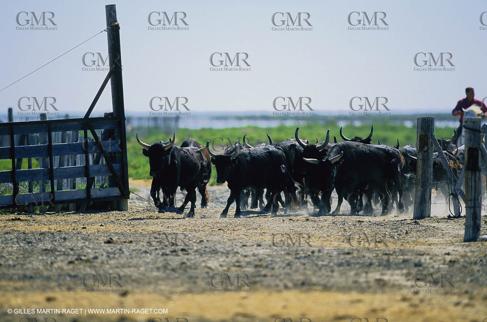 Bouches du Rhône, Camargue (FRA 13) - Camargue bulls