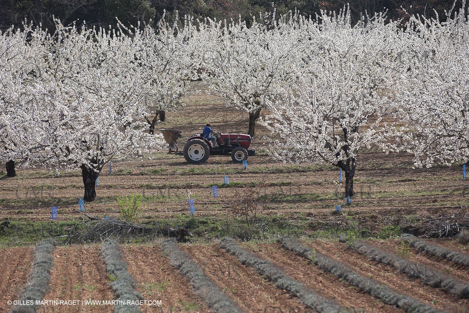 March 30th 2012 - Saint Saturnin les Apt (FRA, 84) - blooming cherry trees