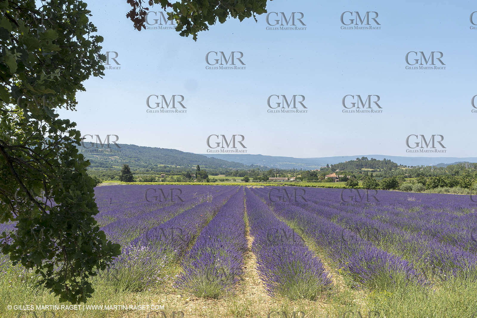 21 06 2018,Rustrel (FRA, 84), champs de lavande