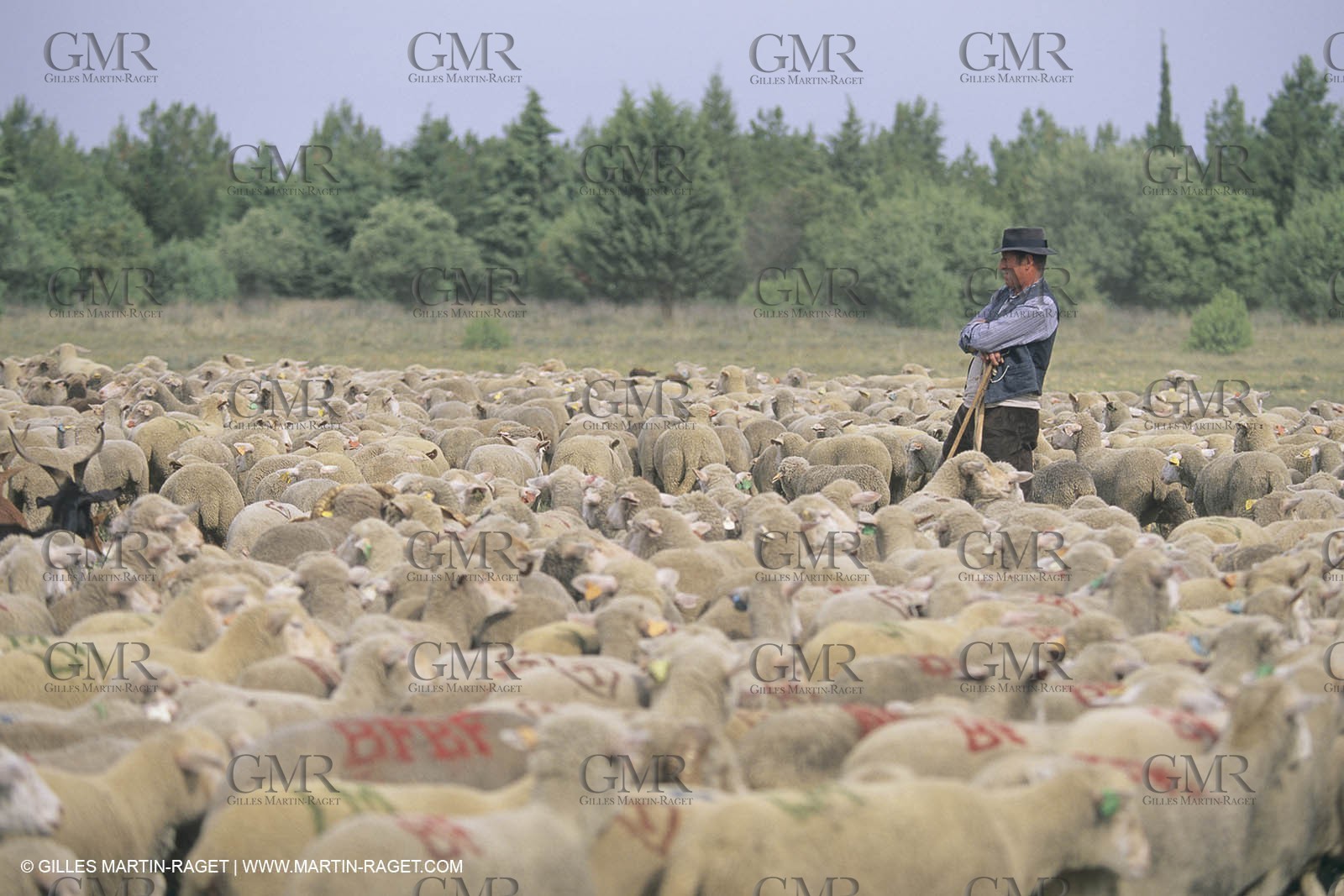 France, Provence, Moutons, bergers, élevage, transhumance
