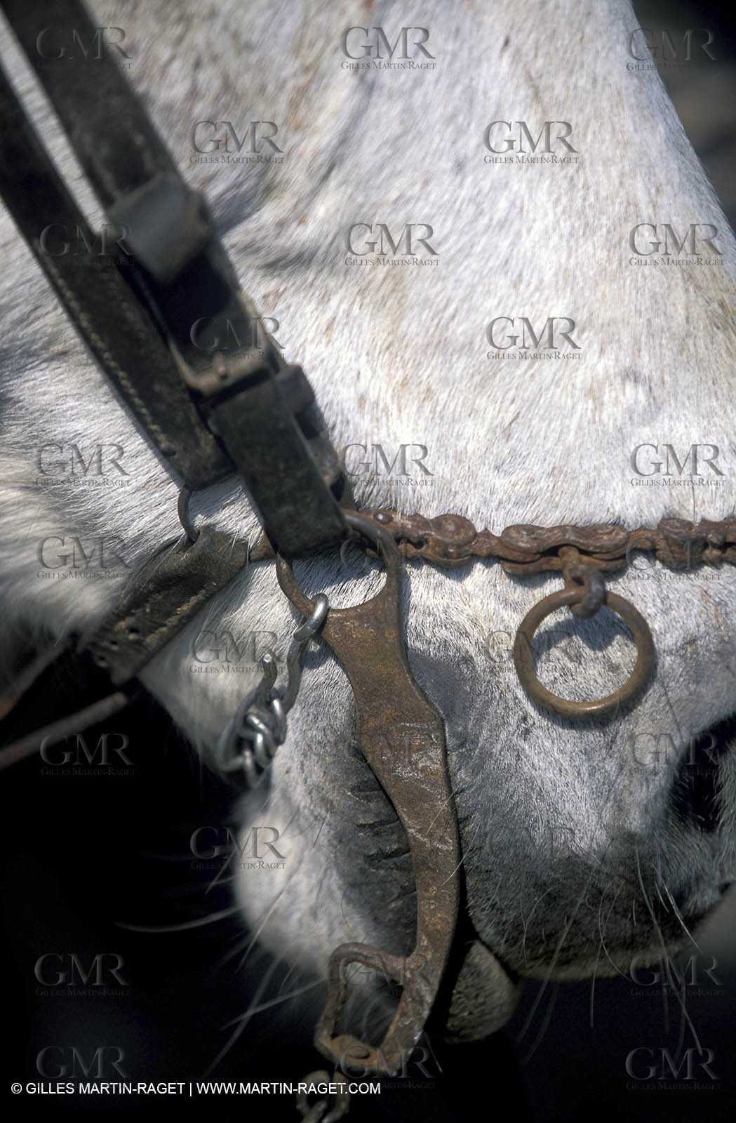Arles - Camargue gardians (cow boys) at work