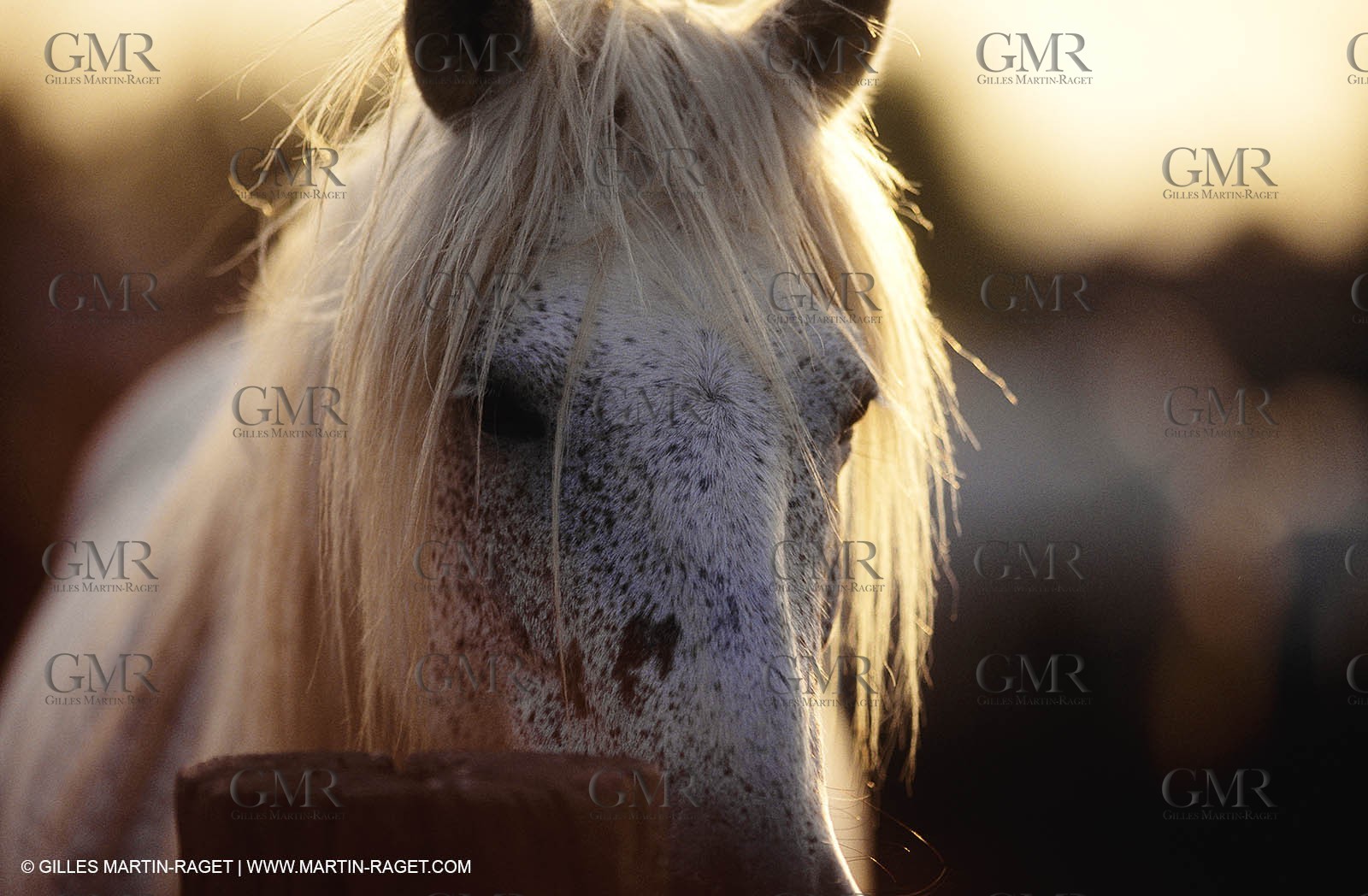 2000-2010- Arles - Les Saintes Maries de la mer (FRA,13) - Camargue horses