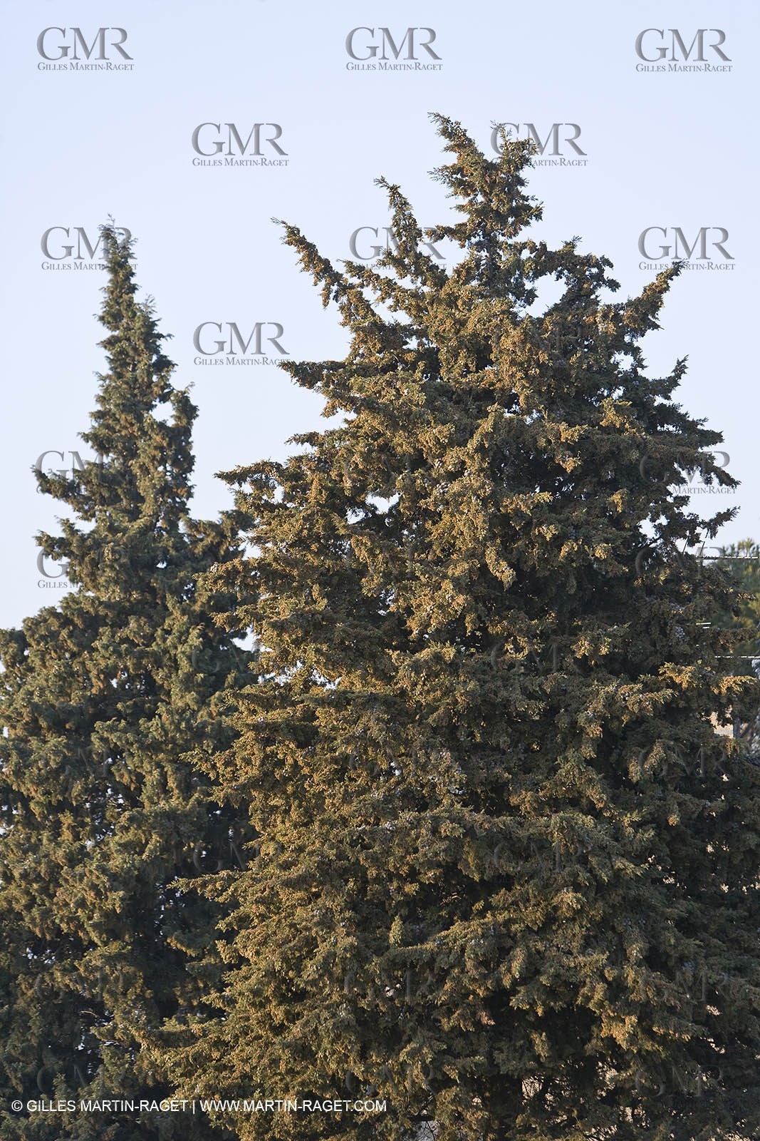 22 02 2008 - Saint Rémy de Provence (FRA, 13) - Alpilles hills landscapes