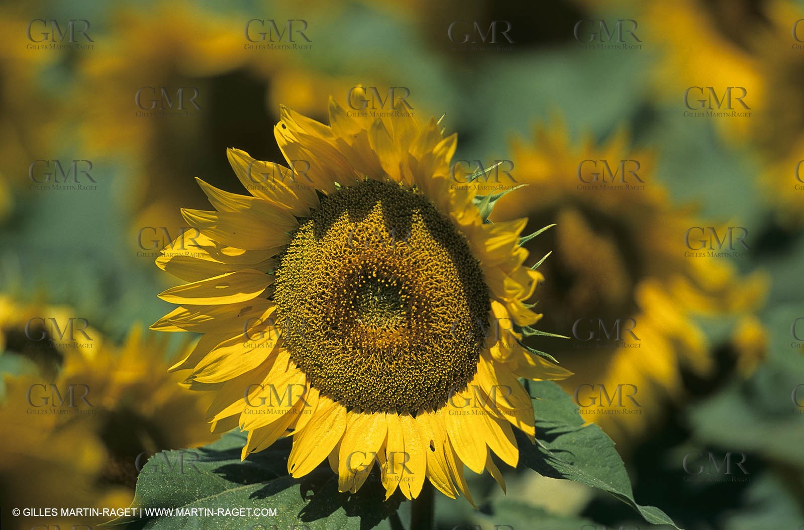 Luberon (FRA,84), Sunflower fields