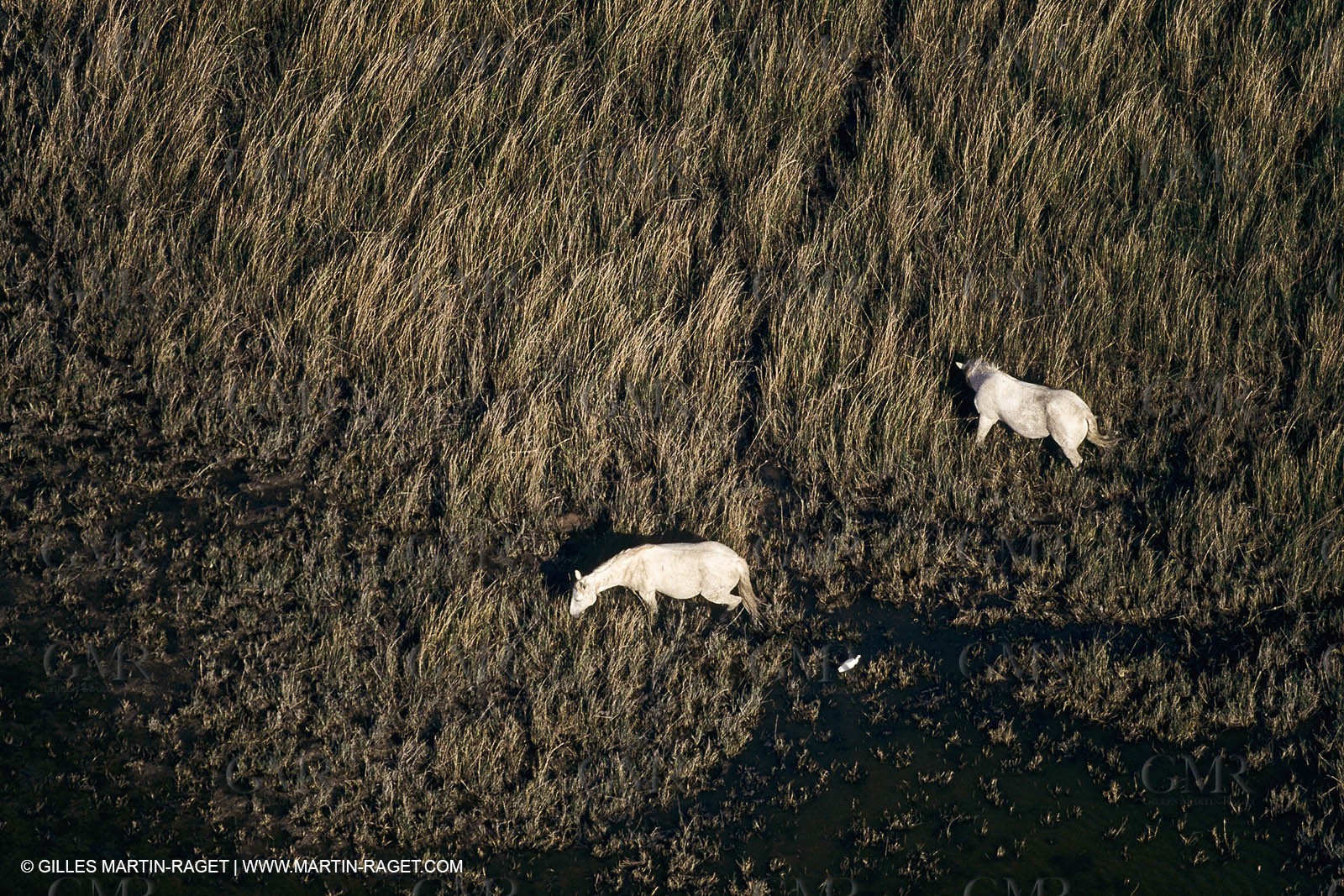 France, Provence, Camargue, Birds, Flamants, flamingos