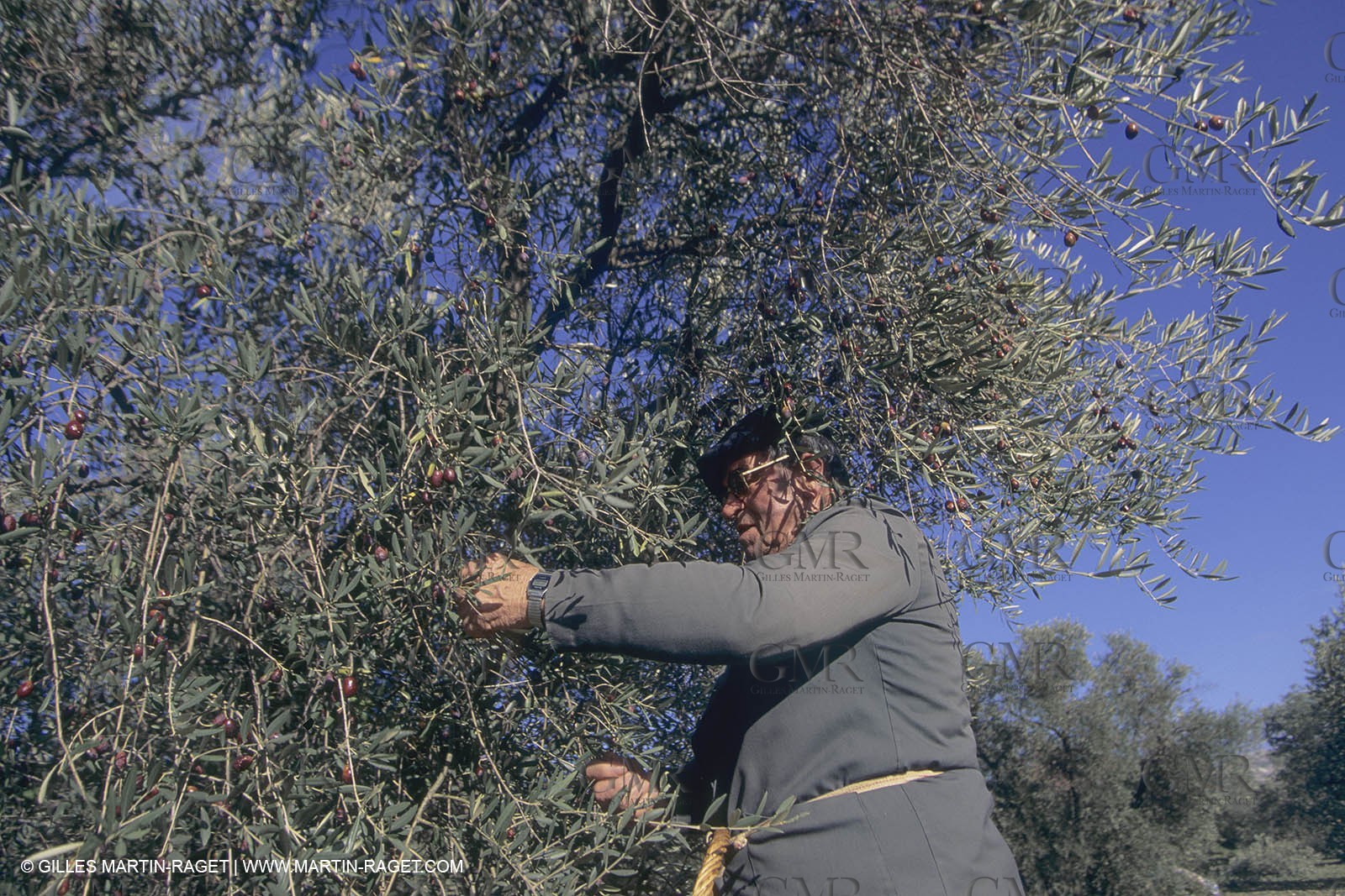 France, Provence, Alpilles, AOC Vallée des Baux, olive trees fields, olive oil production