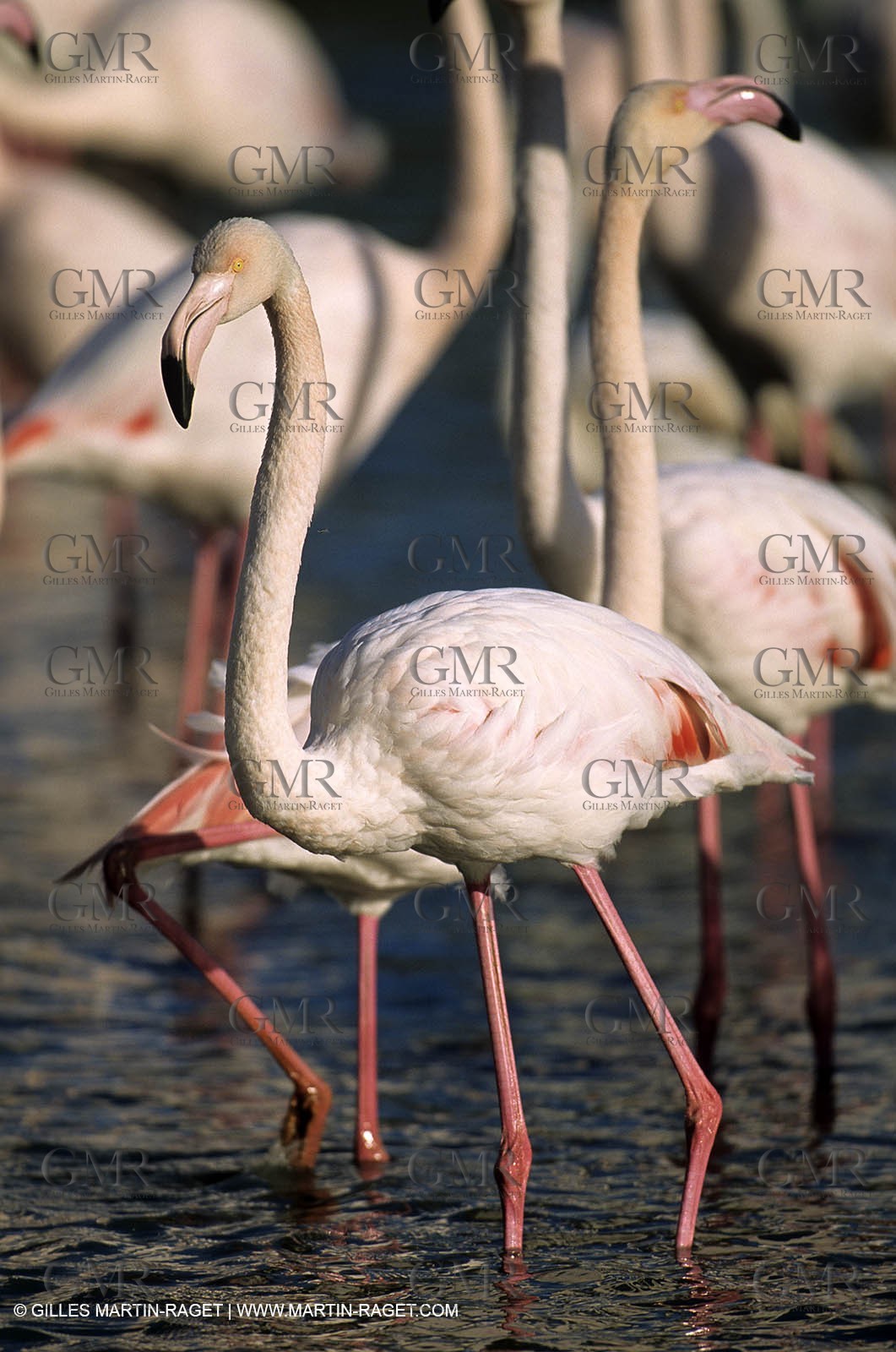 Pink Flamingos - Camargue