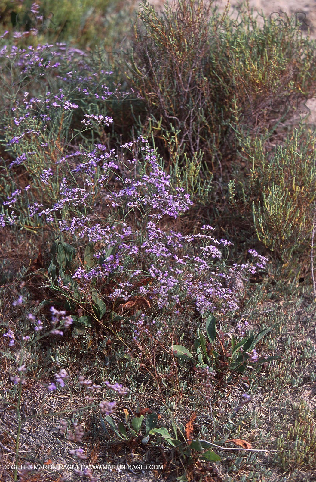Flowers - Camargue