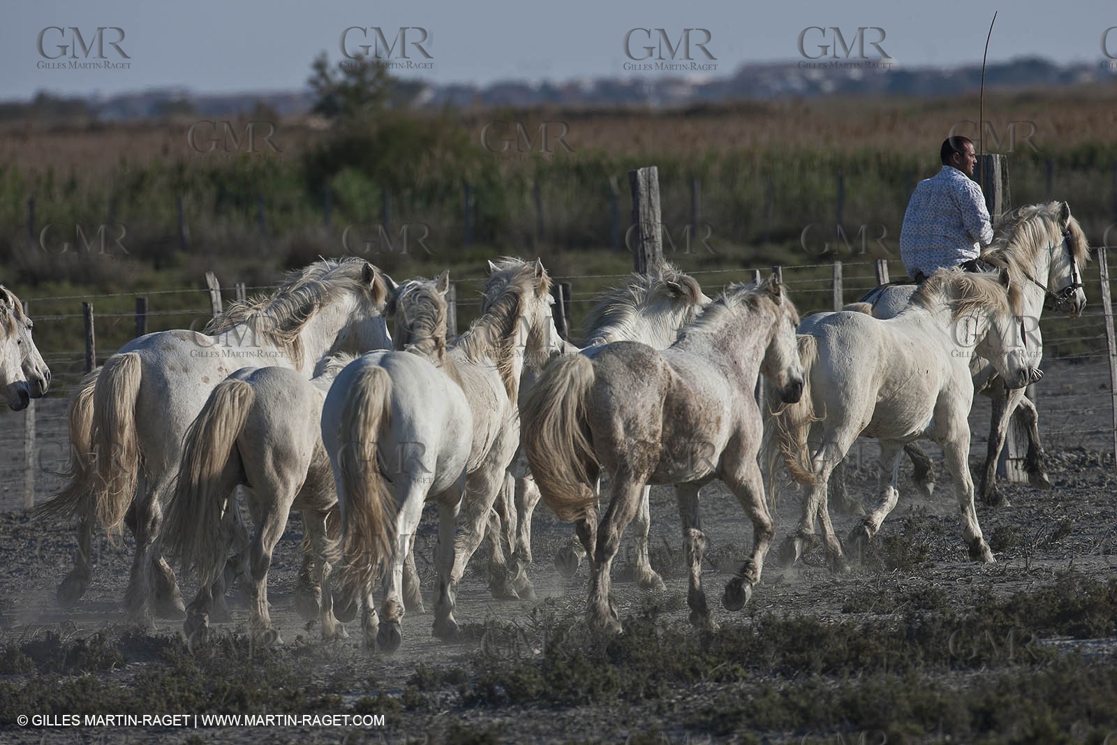 18 04 2011 - Les Saintes Maries de la Mer - Camargue white horses