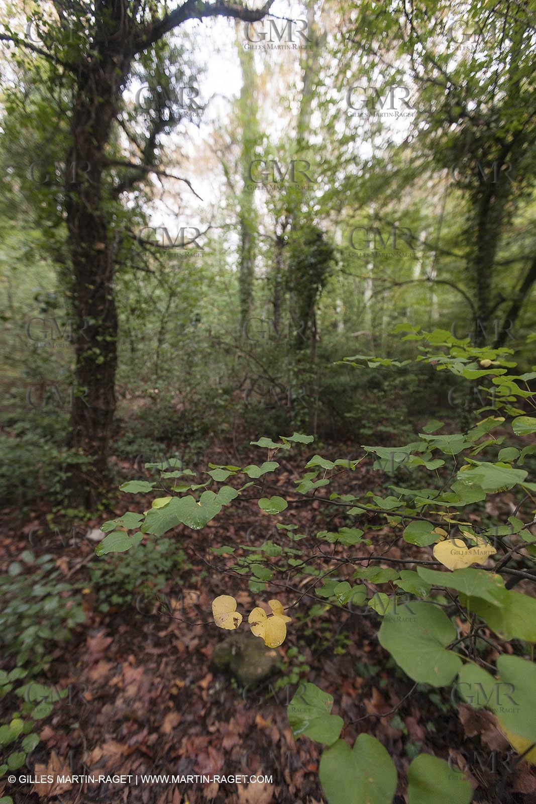23 10 2012 - Gemenos (FRA) - Départemental Park of Saint Pons valley