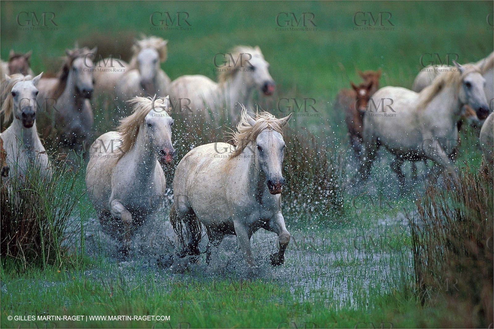 Camargue horses