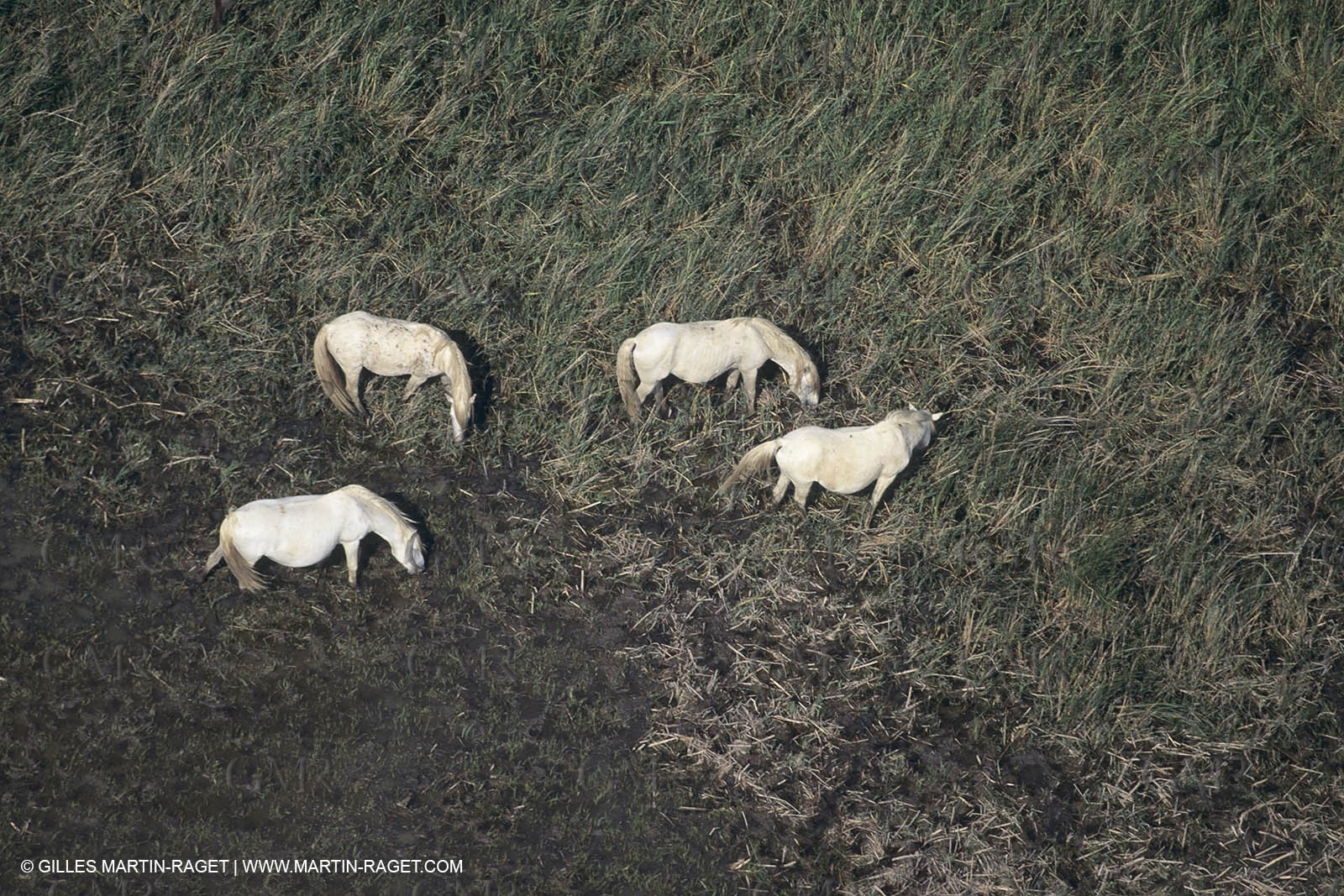 France, Provence, Camargue, White horses from Camargue