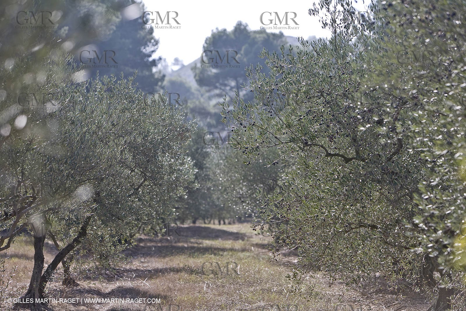 France, Provence, Oliviers, oliveraies, olive trees