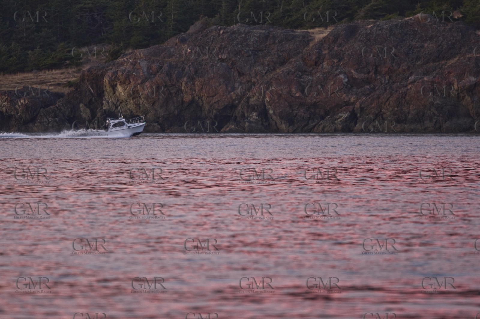 01 09 2008 - San Juan Islands (WA, USA) - Killer Whales