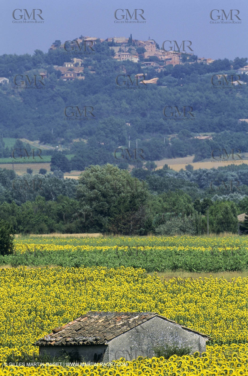 Luberon (FRA,84), Sunflower fields