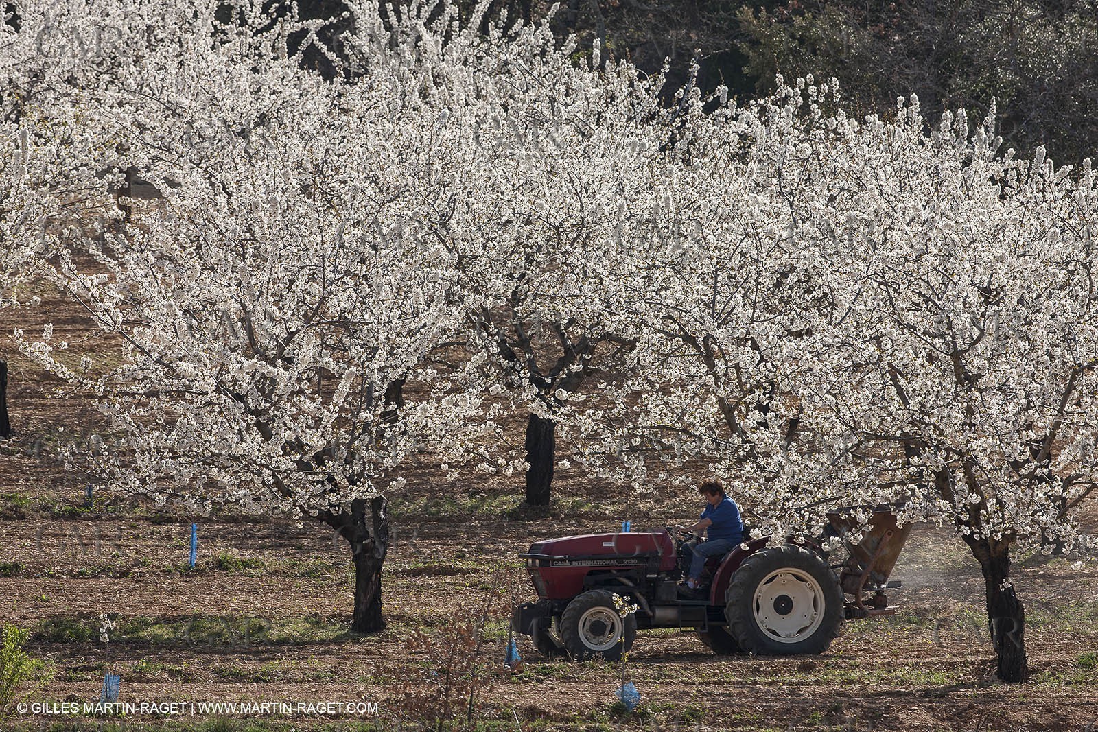 March 30th 2012 - Saint Saturnin les Apt (FRA, 84) - blooming cherry trees