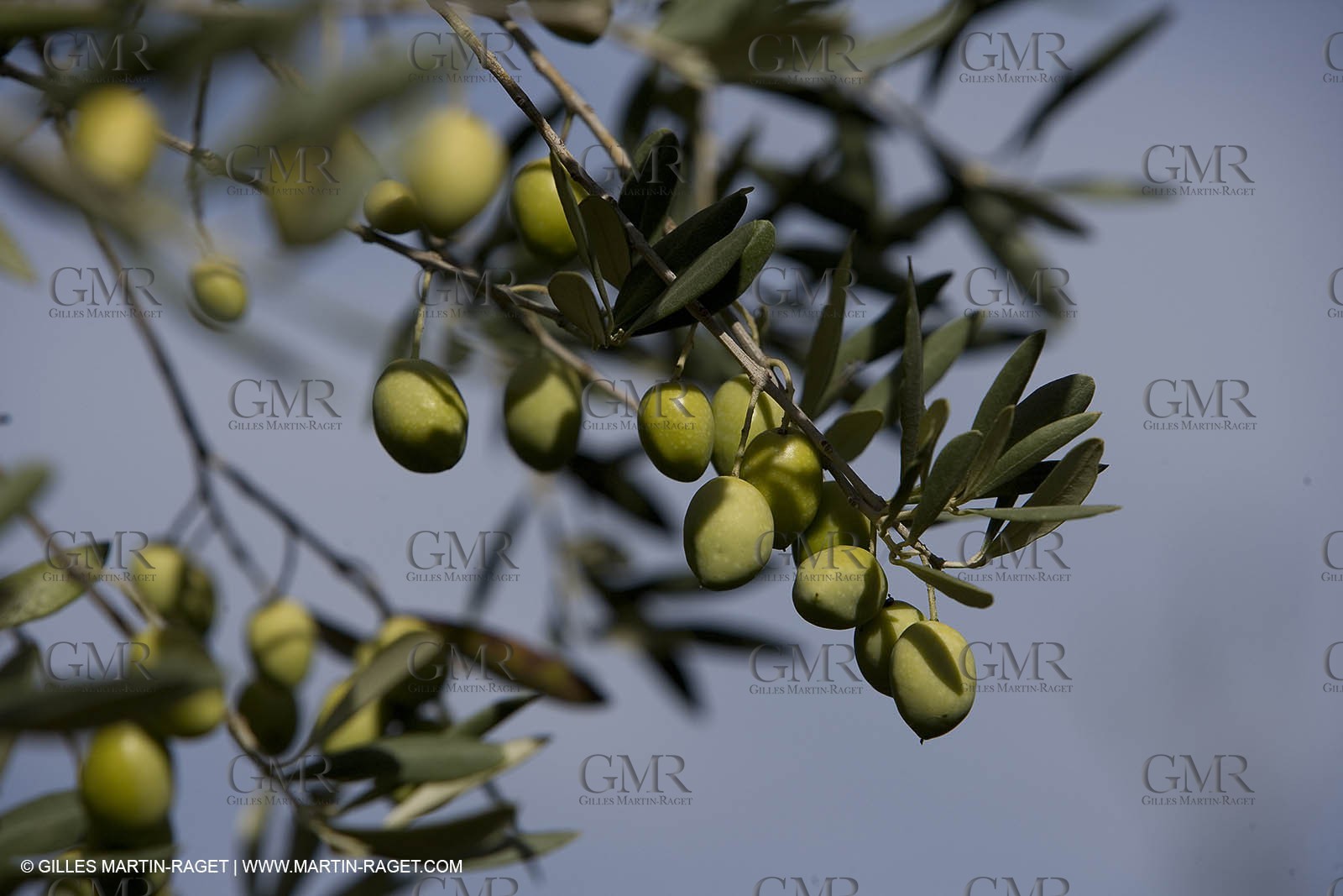 28 10 2007 - Saint Rémy de Provence (FRA, 13)- Olives harvest at  Vallon Raget