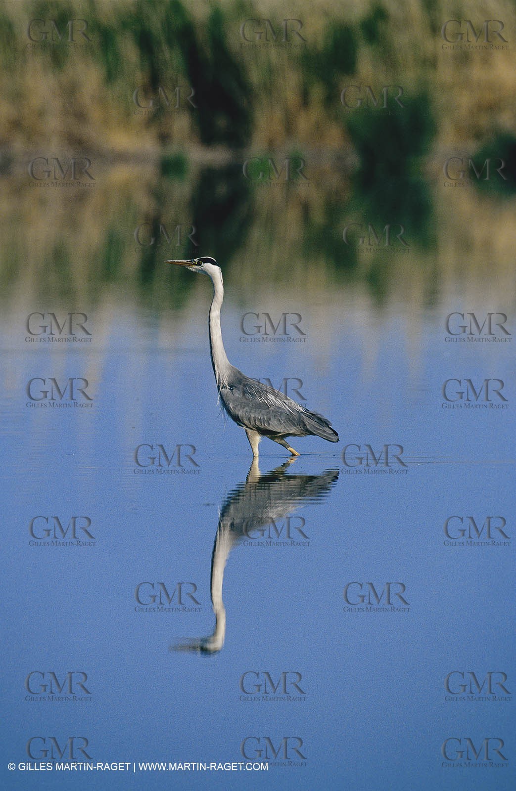 Camargue (FRA,13) - Birds in the Camargue - Heron