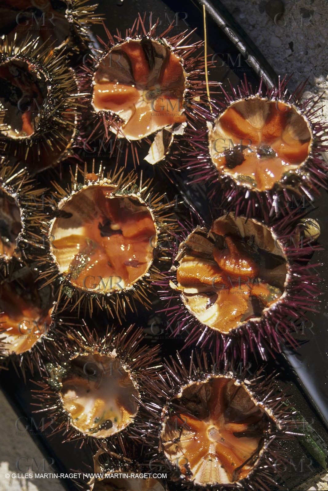 France, Provence, Oursins