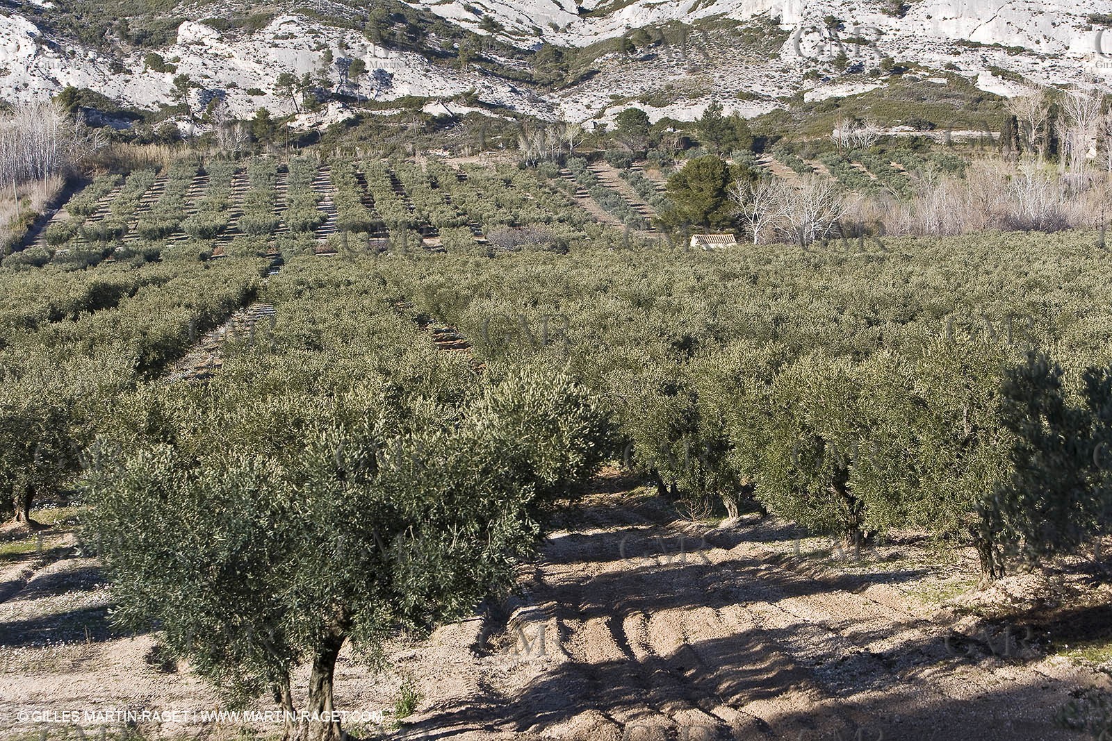 16 02 2008 - Les Baux de Provence (FRA, 13) - Paysages des Alpilles