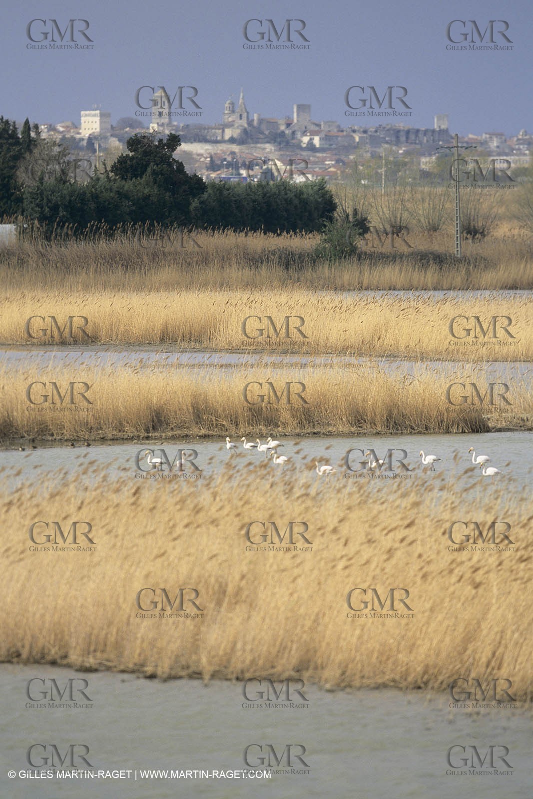 France, Provence, Camargue, Birds, Flamants, flamingos