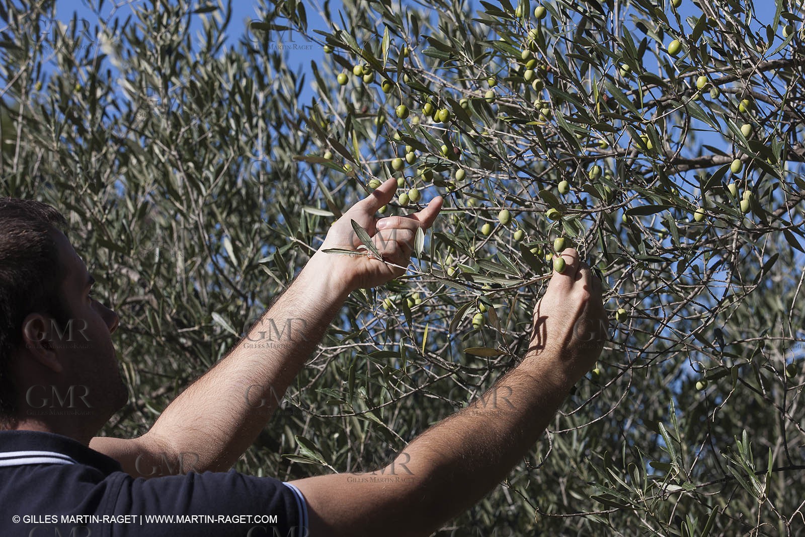 7 11 2012 - Saint Etienne du Grès (FRA,13, Alpilles) Olive harvest at Vallon Raget