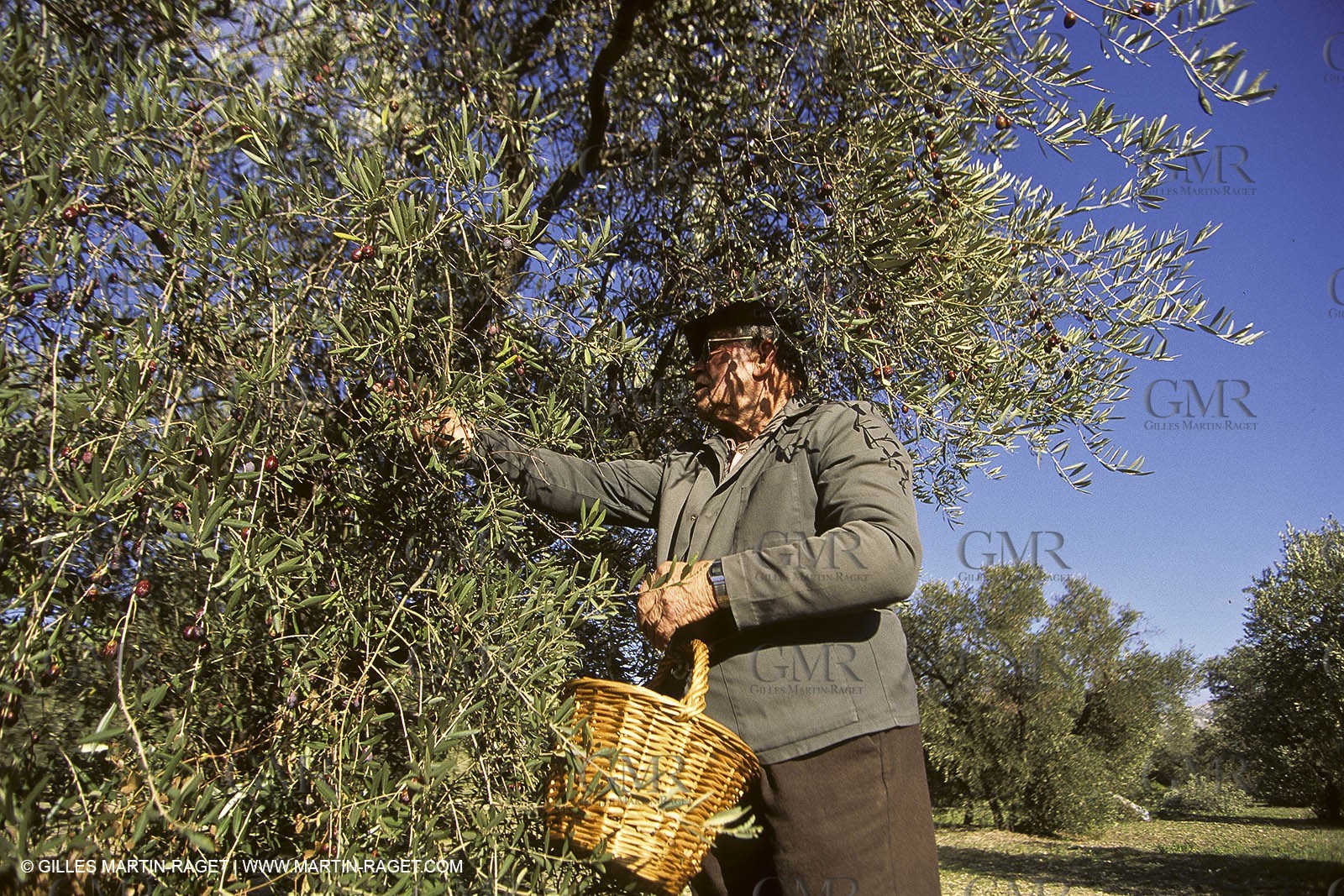 France, Provence, Oliviers, oliveraies, olive trees